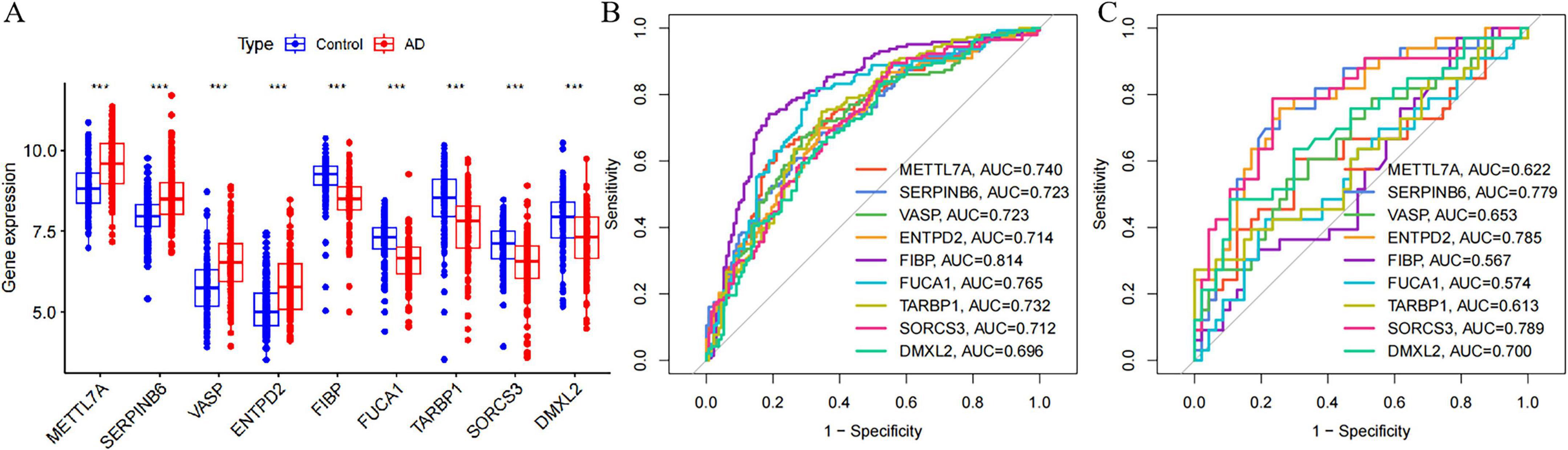 Grouped data visualizations. Panel A: Box plots of gene expression levels for various genes comparing control (blue) and AD (red) groups. Each gene shows varying expression differences. Panel B: Receiver Operating Characteristic (ROC) curves for multiple genes, with Area Under the Curve (AUC) values noted, highlighting gene-based predictive models. Panel C: ROC curves for additional genes, with corresponding AUC values, emphasizing diagnostic performance differences.