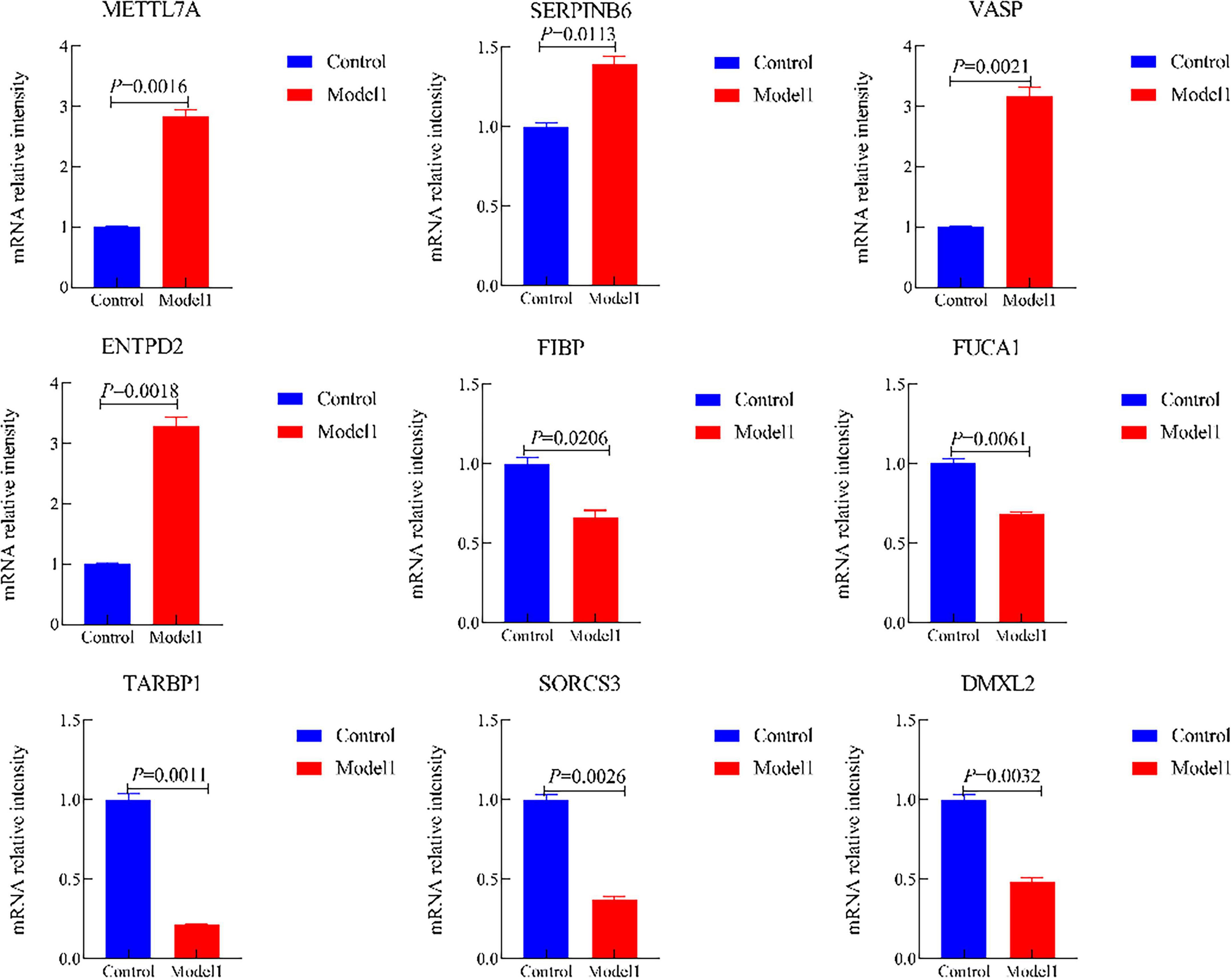 Bar charts displaying mRNA relative intensity differences between Control and Model 1 groups for various genes: METTL7A, SERPINB6, VASP, ENTPD2 show higher intensities in Model 1. FIBP shows a similar pattern, while FUCA1 has a slight decrease. TARBP1, SORCS3, and DMXL2 have higher intensities in Control. Each graph includes p-values, indicating statistical significance.