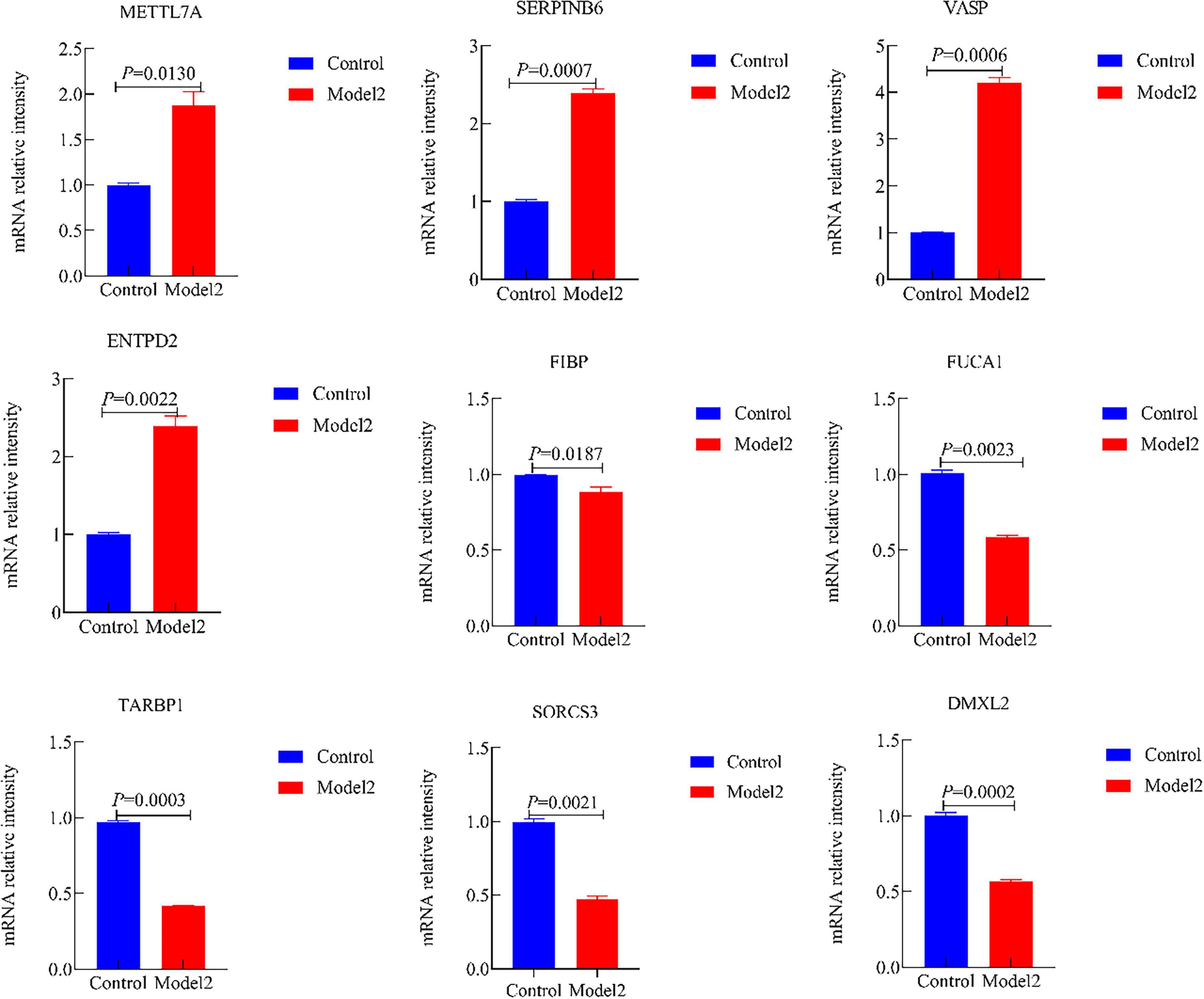 Bar graphs compare mRNA relative intensity between Control (blue) and Model2 (red) groups for nine genes: METTL7A, SERPINB6, VASP, ENTPD2, FIBP, FUCA1, TARBP1, SORCS3, and DMXL2. Statistically significant increases or decreases in expression are noted with p-values.