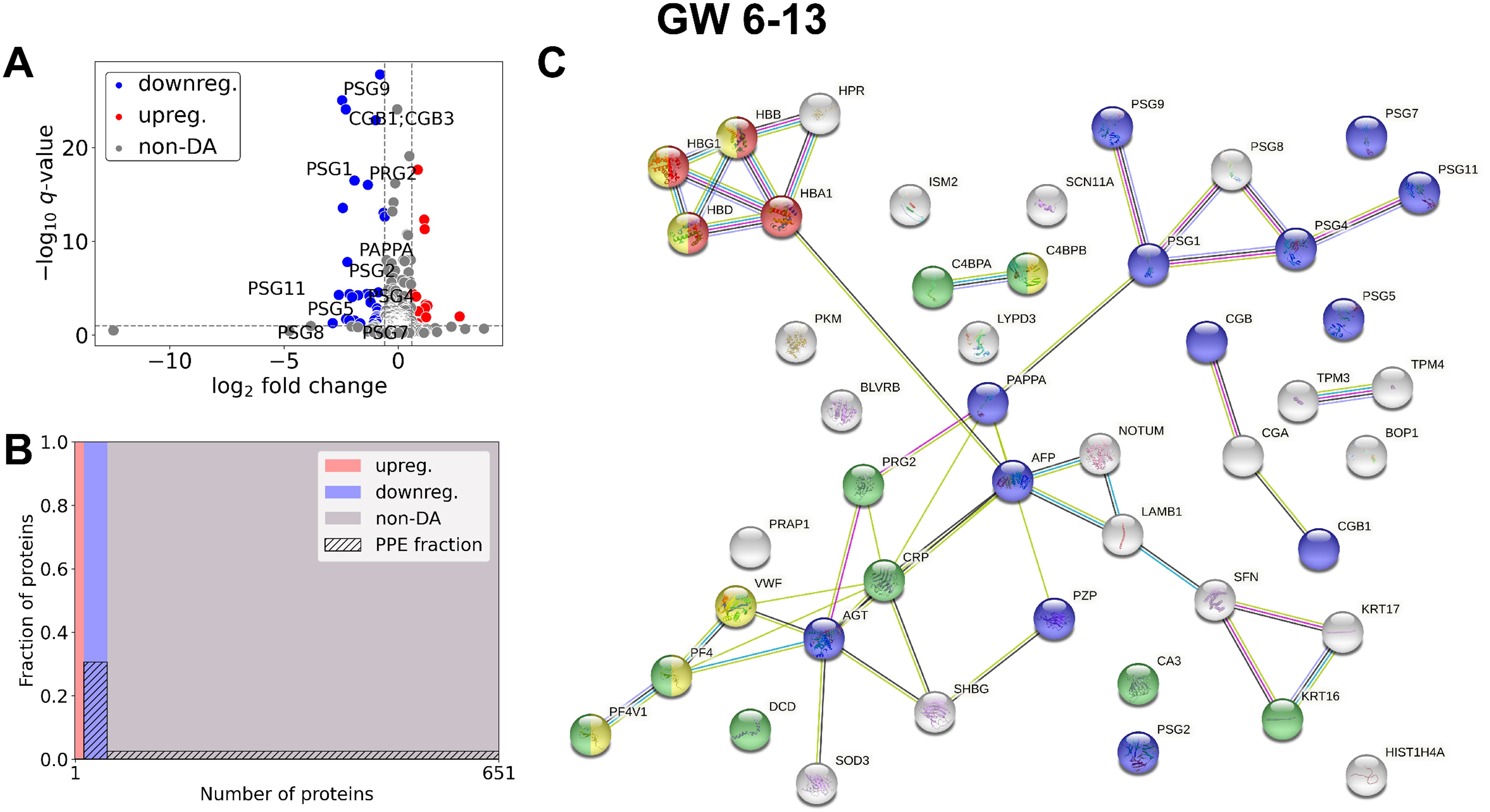 Panel A is a scatter plot showing the log2 fold change in protein expression in recurrent pregnancy loss samples compared to controls within the 6-13 gestational week window against negative log10 q-value; red dots indicate upregulation, blue indicate downregulation, and gray are non-differentially abundant proteins. Graph B depicts a mosaic plot showing the enrichment of predominantly placental expressed proteins in the striped fraction. Upregulated proteins are marked red, downregulated proteins blue, and non-DA proteins grey. Panel C is an interaction network diagram displaying differentially abundant protein-protein interactions, with nodes representing proteins and lines indicating interactions. Each node is labeled with protein names.