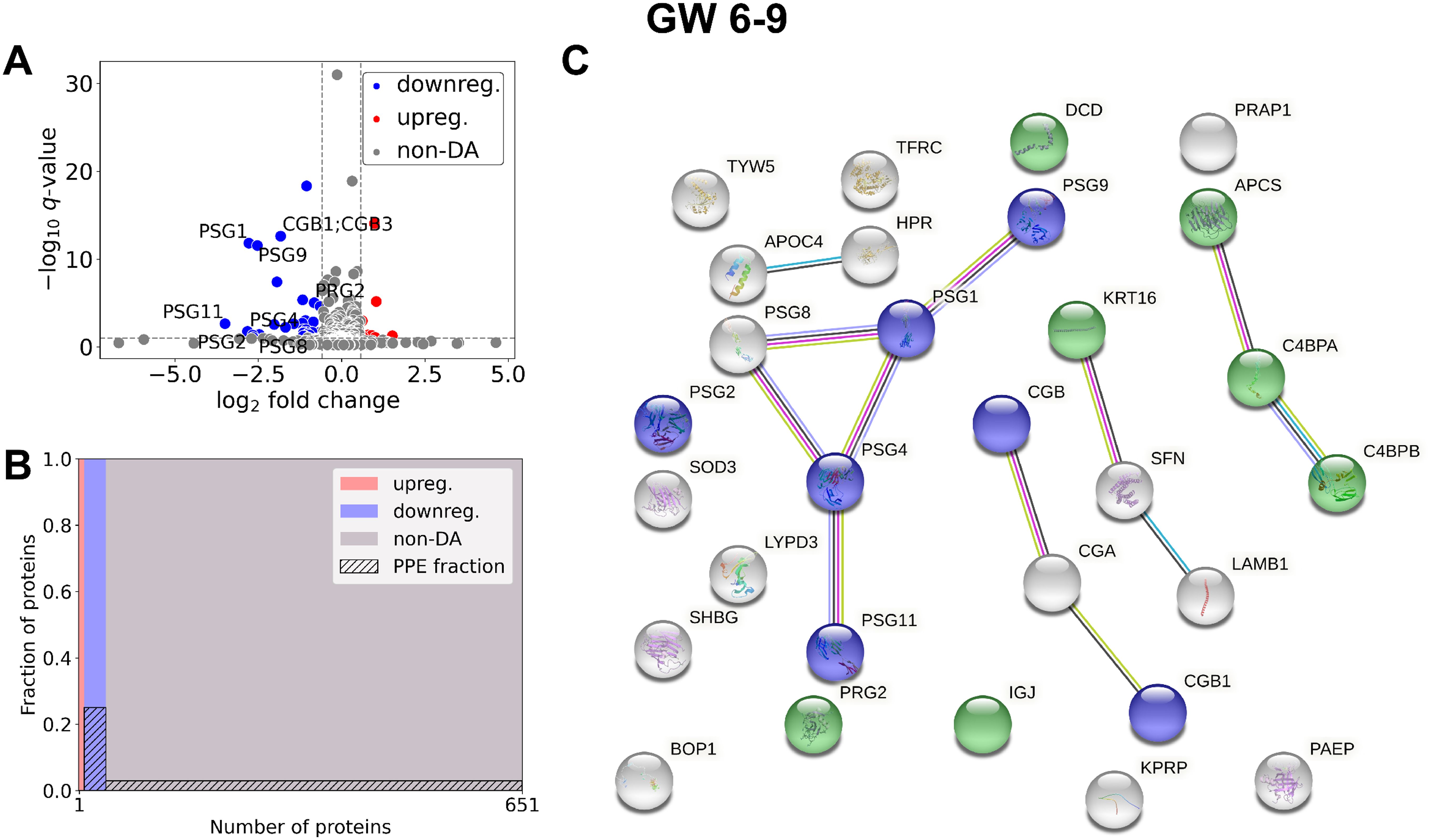 Panel A is a scatter plot showing the log2 fold change in protein expression in recurrent pregnancy loss samples compared to controls within the 6-9 gestational week window against negative log10 q-value; red dots indicate upregulation, blue indicate downregulation, and gray are non-differentially abundant proteins. Graph B depicts a mosaic plot showing the enrichment of predominantly placental expressed proteins in the striped fraction. Upregulated proteins are marked red, downregulated proteins blue, and non-DA proteins grey. Panel C is an interaction network diagram displaying differentially abundant protein-protein interactions, with nodes representing proteins and lines indicating interactions. Each node is labeled with protein names.