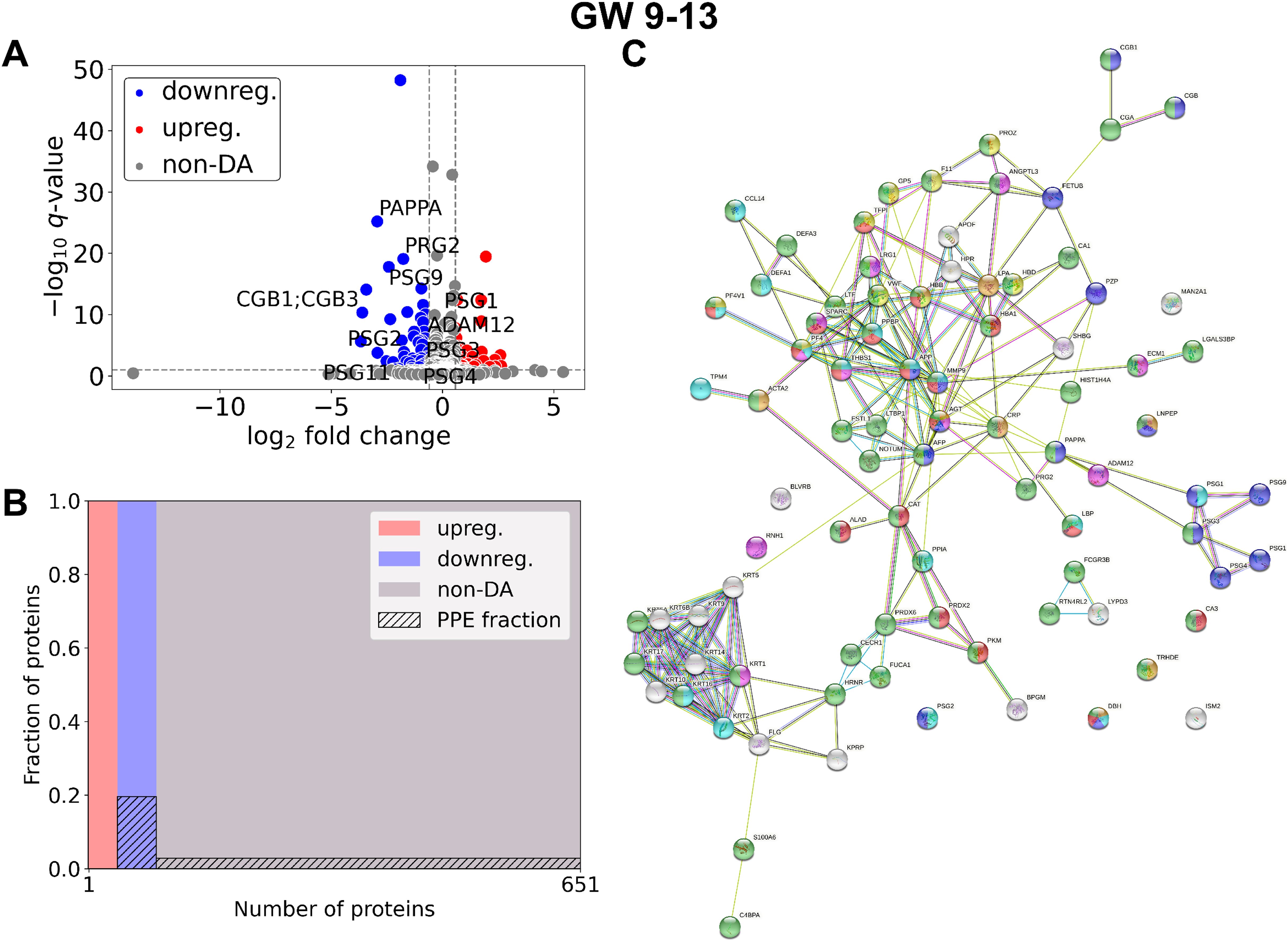 Panel A is a scatter plot showing the log2 fold change in protein expression in recurrent pregnancy loss samples compared to controls within the 9-13 gestational week window against negative log10 q-value; red dots indicate upregulation, blue indicate downregulation, and gray are non-differentially abundant proteins. Graph B depicts a mosaic plot showing the enrichment of predominantly placental expressed proteins in the striped fraction. Upregulated proteins are marked red, downregulated proteins blue, and non-DA proteins grey. Panel C is an interaction network diagram displaying differentially abundant protein-protein interactions, with nodes representing proteins and lines indicating interactions. Each node is labeled with protein names.