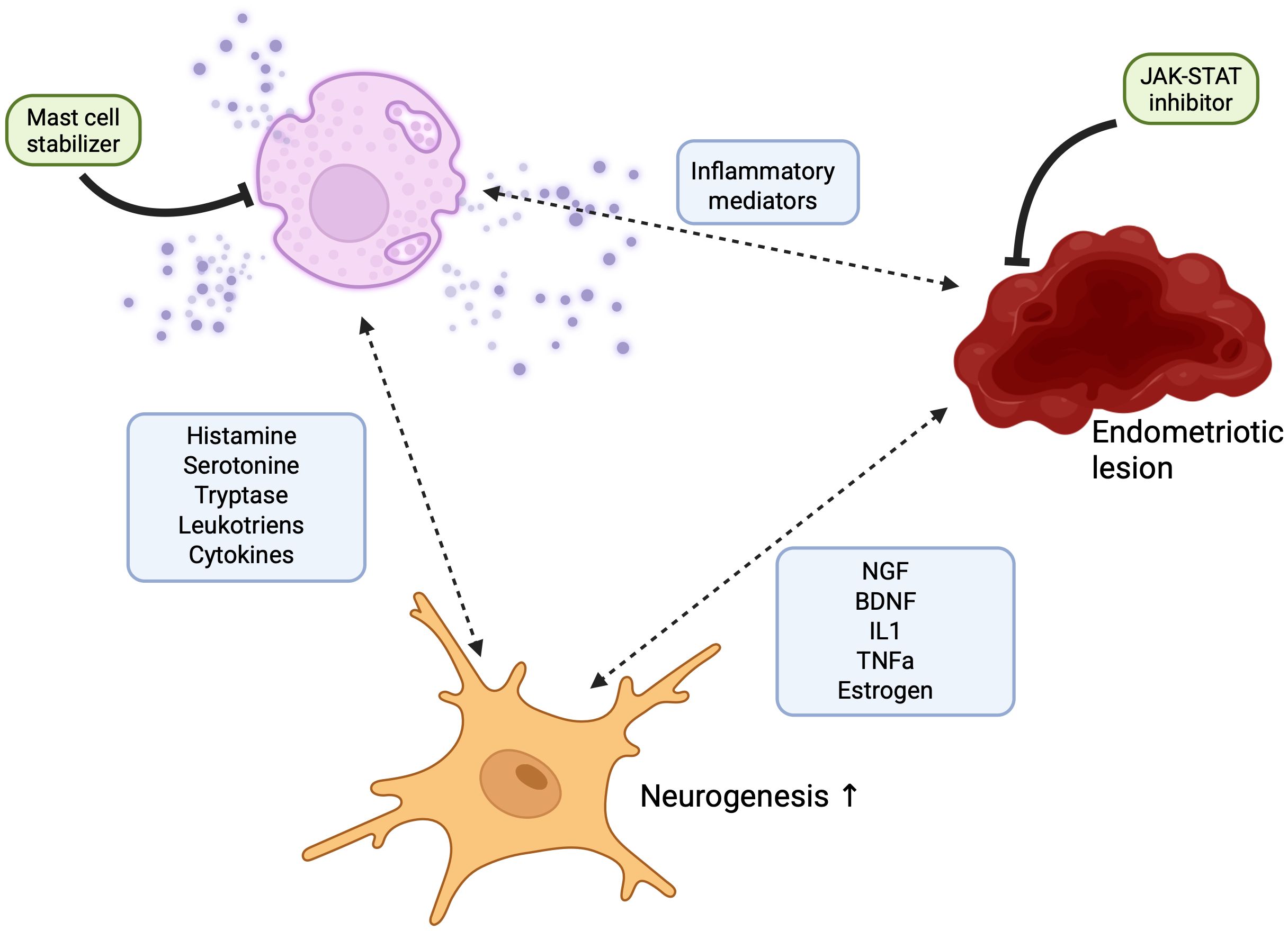 Diagram depicting interactions between mast cells, neurogenesis, and endometriotic lesions. Mast cells release inflammatory mediators influencing neurogenesis and lesions. Histamine and cytokines are involved. Mast cell stabilizers and JAK-STAT inhibitors could target these pathways.