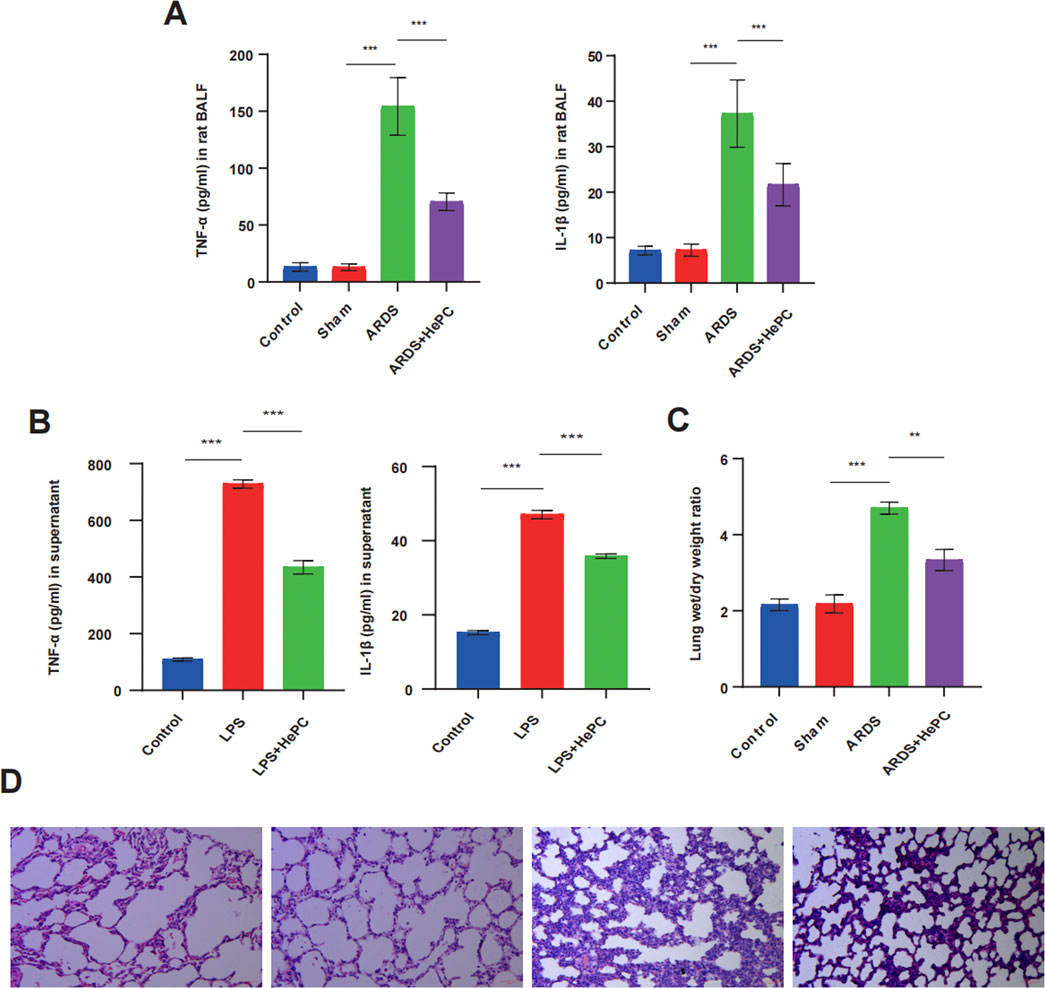 Graphs and images depict the effects of treatments on inflammatory markers and lung morphology. Panel A shows bar graphs of TNF-α and IL-1β levels in rat BALF across different groups, indicating higher levels in ARDS compared to control. Panel B displays TNF-α and IL-1β levels in supernatant, showing significant increases in LPS-treated samples. Panel C illustrates the lung wet/dry weight ratio, higher in ARDS. Panel D features histological images of lung tissue from different groups, highlighting structural changes. Asterisks indicate statistical significance.