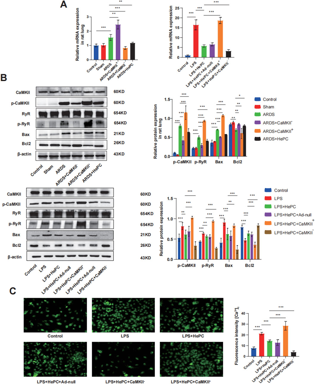 Panel A shows bar graphs depicting relative mRNA expressions in rat lung for different conditions, with significant differences marked. Panel B displays western blots and corresponding bar graphs for protein expressions of CaMKII, p-CaMKII, RyR, p-RyR, Bax, and Bcl2 across various treatments, highlighting significant expression changes. Panel C features fluorescent microscopy images showing varying levels of fluorescence intensity under different conditions, accompanied by a bar graph quantifying fluorescence intensity, indicating significant differences.