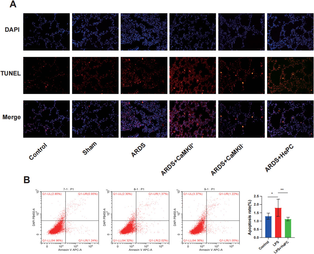 Panel A shows fluorescent staining with DAPI, TUNEL, and merged images for different groups: Control, Sham, ARDS, ARDS + caMKIIi, ARDS + caMKIIi, and ARDS + HePC. DAPI stains nuclei blue, TUNEL stains apoptotic cells red. Panel B displays flow cytometry dot plots for apoptosis analysis and a bar graph comparing apoptosis rates across groups, showing significant differences with asterisks.