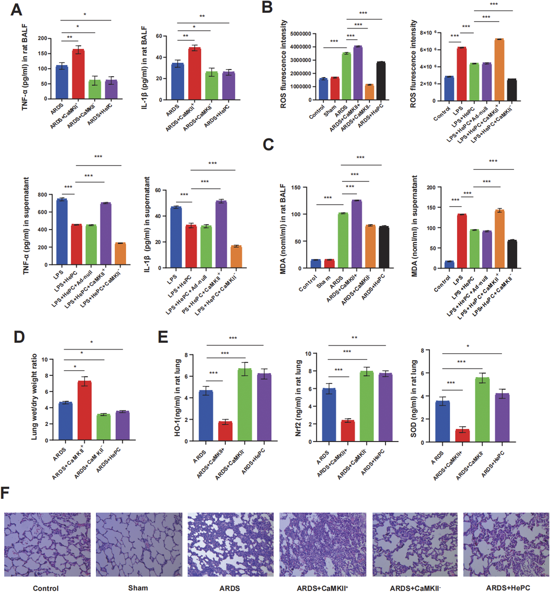 Bar charts and histological images demonstrate various treatment effects on lung inflammation in rats. Panels A-E show significant changes in cytokines, ROS, and lung wet/dry ratios across different groups. Panel F displays histological lung sections labeled as Control, Sham, ARDS, ARDS+CaMKIIγ, ARDS+CaMKII, and ARDS+HePC. Statistical significance is marked with asterisks.