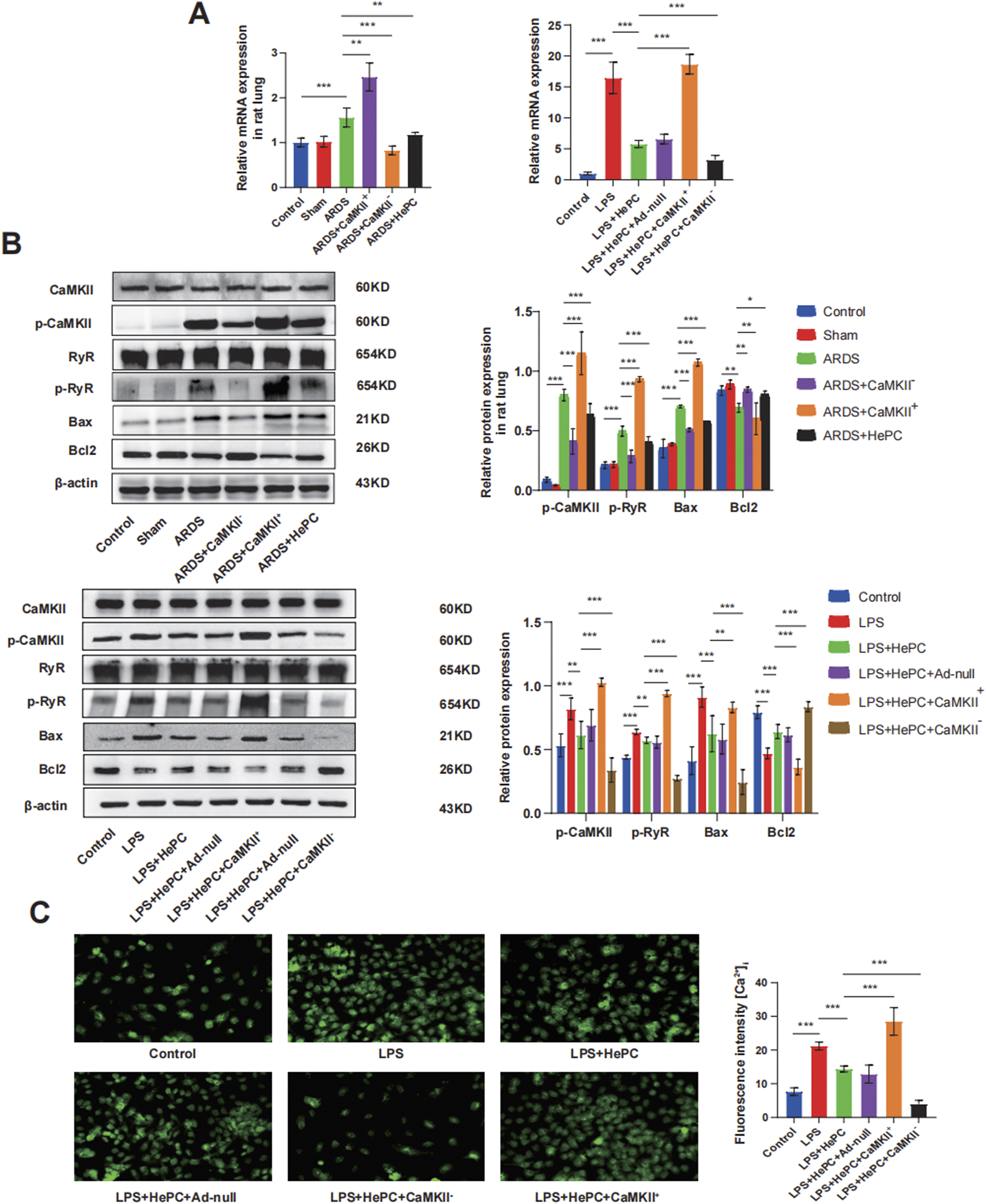 Panel A shows bar graphs depicting relative mRNA expressions in rat lung for different conditions, with significant differences marked. Panel B displays western blots and corresponding bar graphs for protein expressions of CaMKII, p-CaMKII, RyR, p-RyR, Bax, and Bcl2 across various treatments, highlighting significant expression changes. Panel C features fluorescent microscopy images showing varying levels of fluorescence intensity under different conditions, accompanied by a bar graph quantifying fluorescence intensity, indicating significant differences.