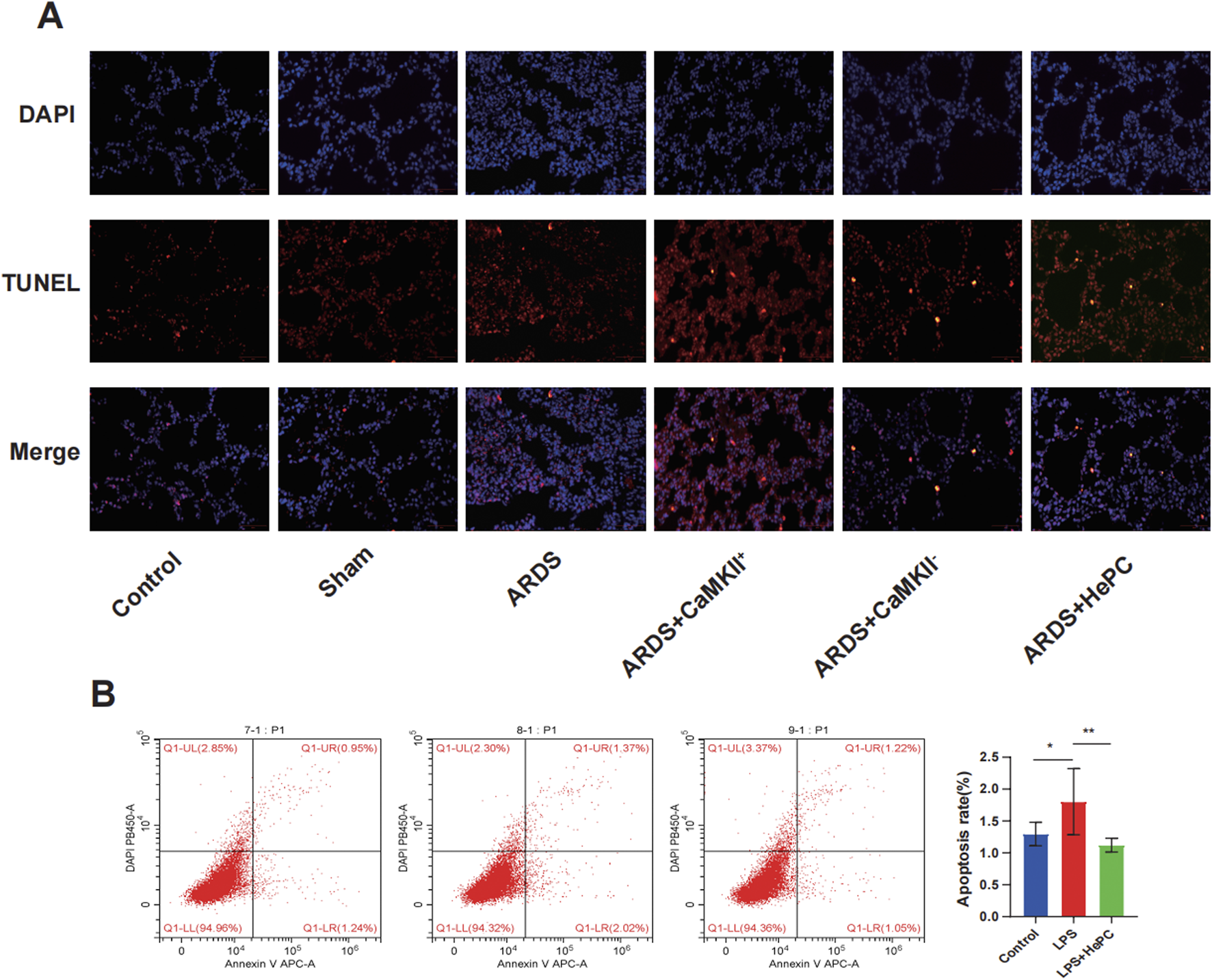Panel A shows fluorescent staining with DAPI, TUNEL, and merged images for different groups: Control, Sham, ARDS, ARDS + caMKIIi, ARDS + caMKIIi, and ARDS + HePC. DAPI stains nuclei blue, TUNEL stains apoptotic cells red. Panel B displays flow cytometry dot plots for apoptosis analysis and a bar graph comparing apoptosis rates across groups, showing significant differences with asterisks.