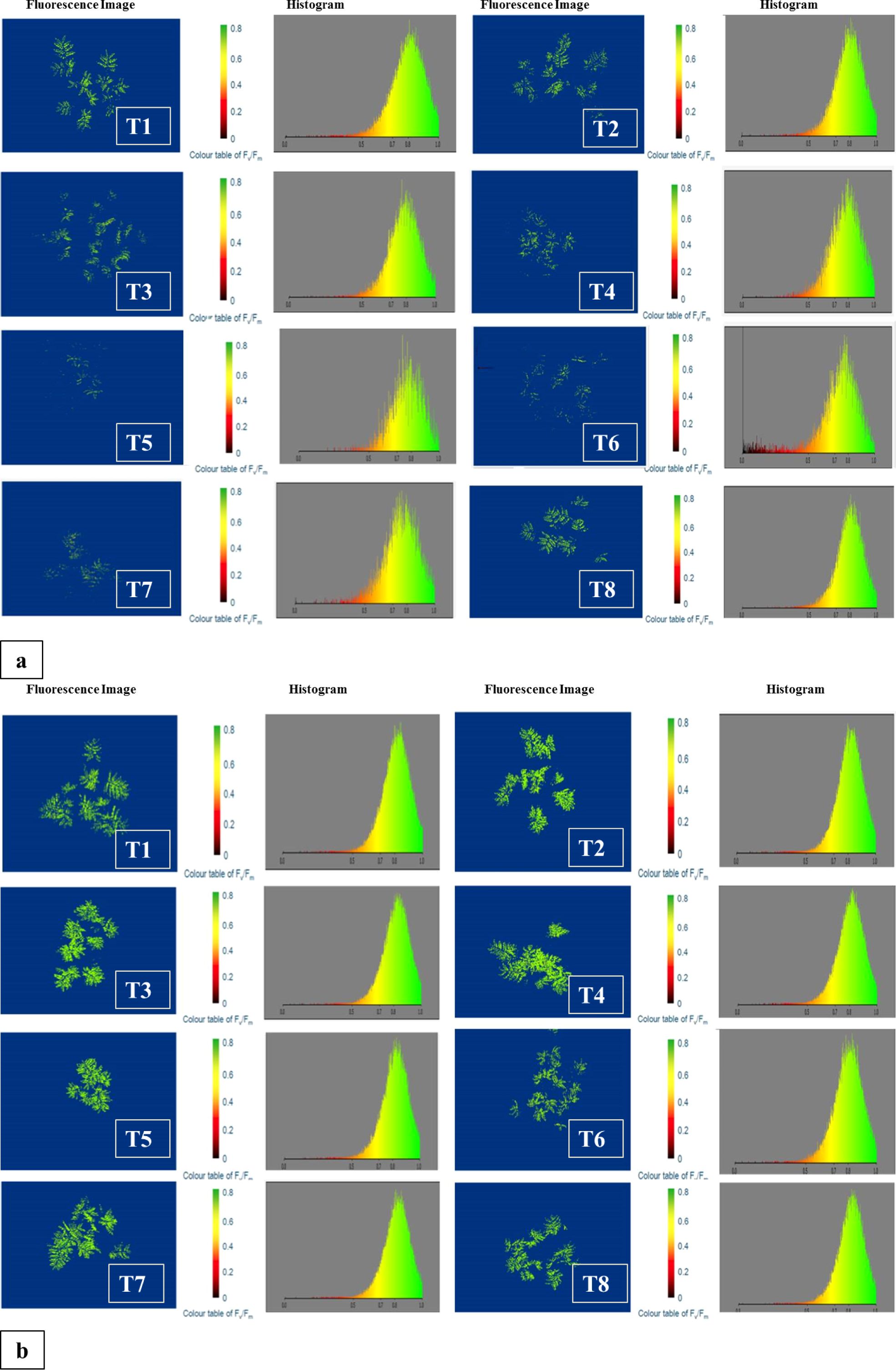 Fluorescence images and corresponding histograms are displayed in two panels labeled 'a' and 'b.' Each panel contains images tagged T1 to T8, showing variations in fluorescence intensity, represented by color scales from red to green alongside histograms depicting intensity distribution. Panel 'a' shows dimmer intensity levels compared to the brighter images in panel 'b.'