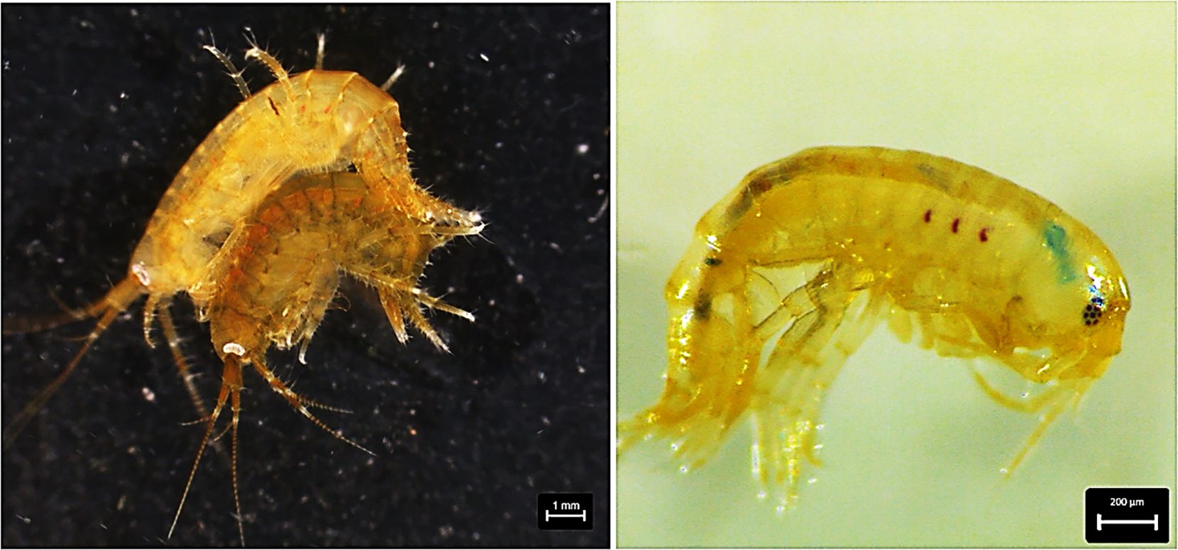 Two images show close-up views of small crustaceans. The left image displays two intertwined crustaceans against a dark background, with a scale of one millimeter. The right image features a single crustacean with visible segmented details and purple markings against a light background, with a scale of two hundred micrometers.
