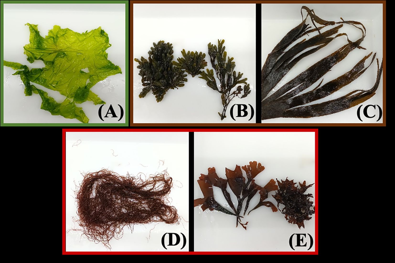 Five seaweed samples labeled A to E. A: bright green, wide leaves. B: dark green, bushy branches. C: long, dark brown strips. D: tangled, reddish-brown filaments. E: dark red, broad leaf clusters.