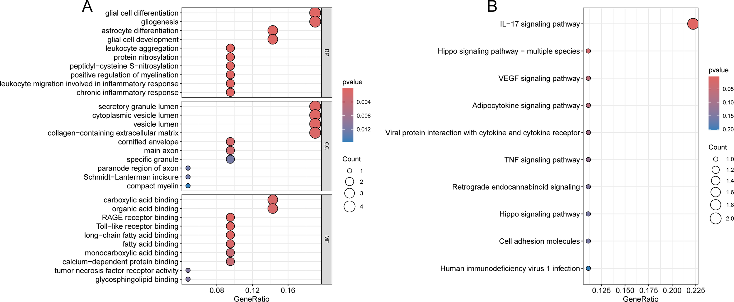 Diagram with two panels labeled A and B. Panel A shows Gene Ontology enrichment analysis with categories Biological Process (BP), Cellular Component (CC), and Molecular Function (MF). Each category displays pathways as dots, with size indicating count and color representing p-value. Panel B shows signaling pathways with similar dot representation. The red color represents lower p-values.