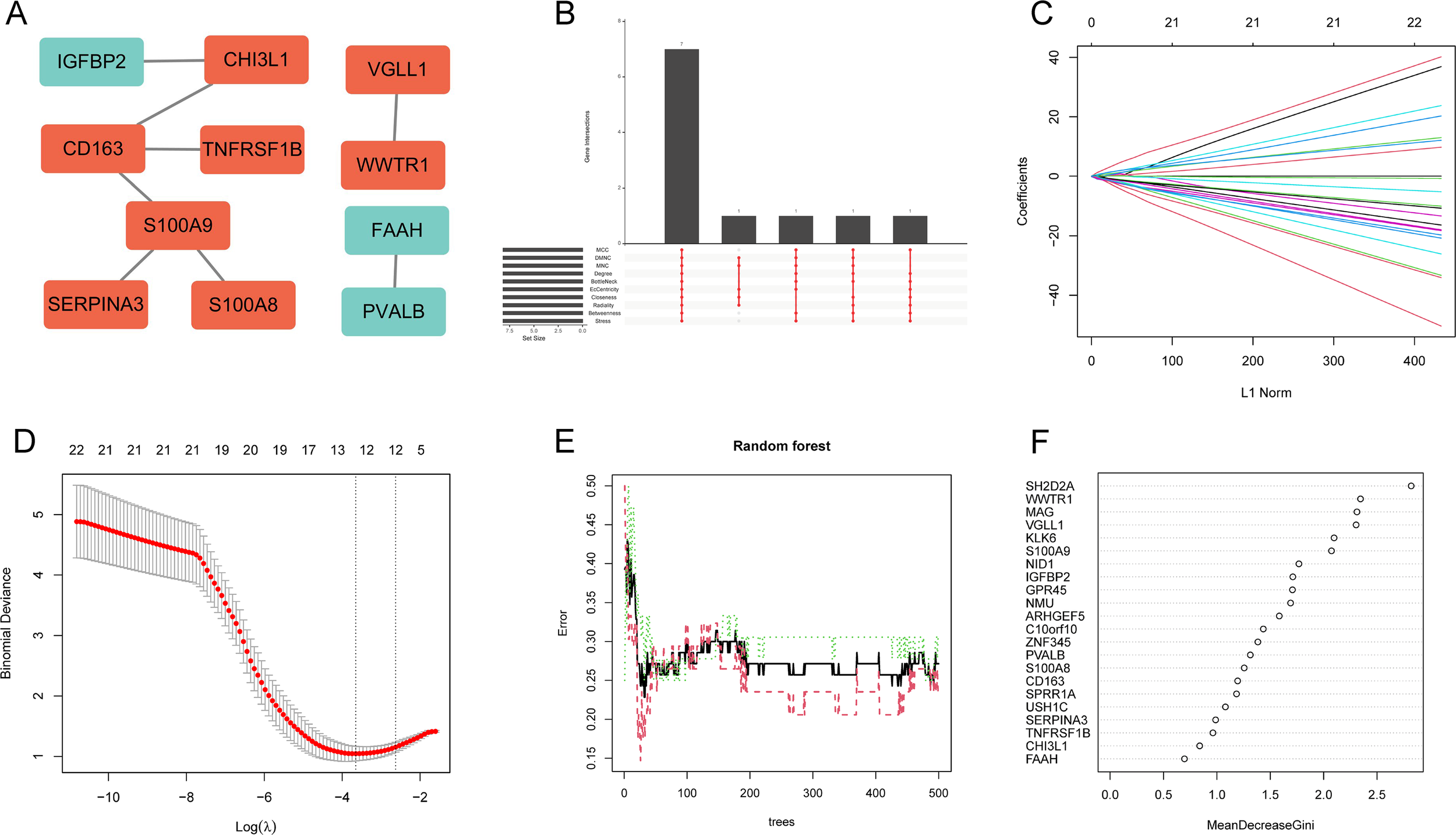 Composite image with six panels: (A) Network diagram showing gene interactions with color-coded nodes; (B) Bar chart indicating gene set intersections; (C) Line graph of coefficients against L1 Norm; (D) Plot of binomial deviance versus Log(lambda); (E) Random forest error rate graph across trees; (F) Dot plot of gene importance by MeanDecreaseGini.