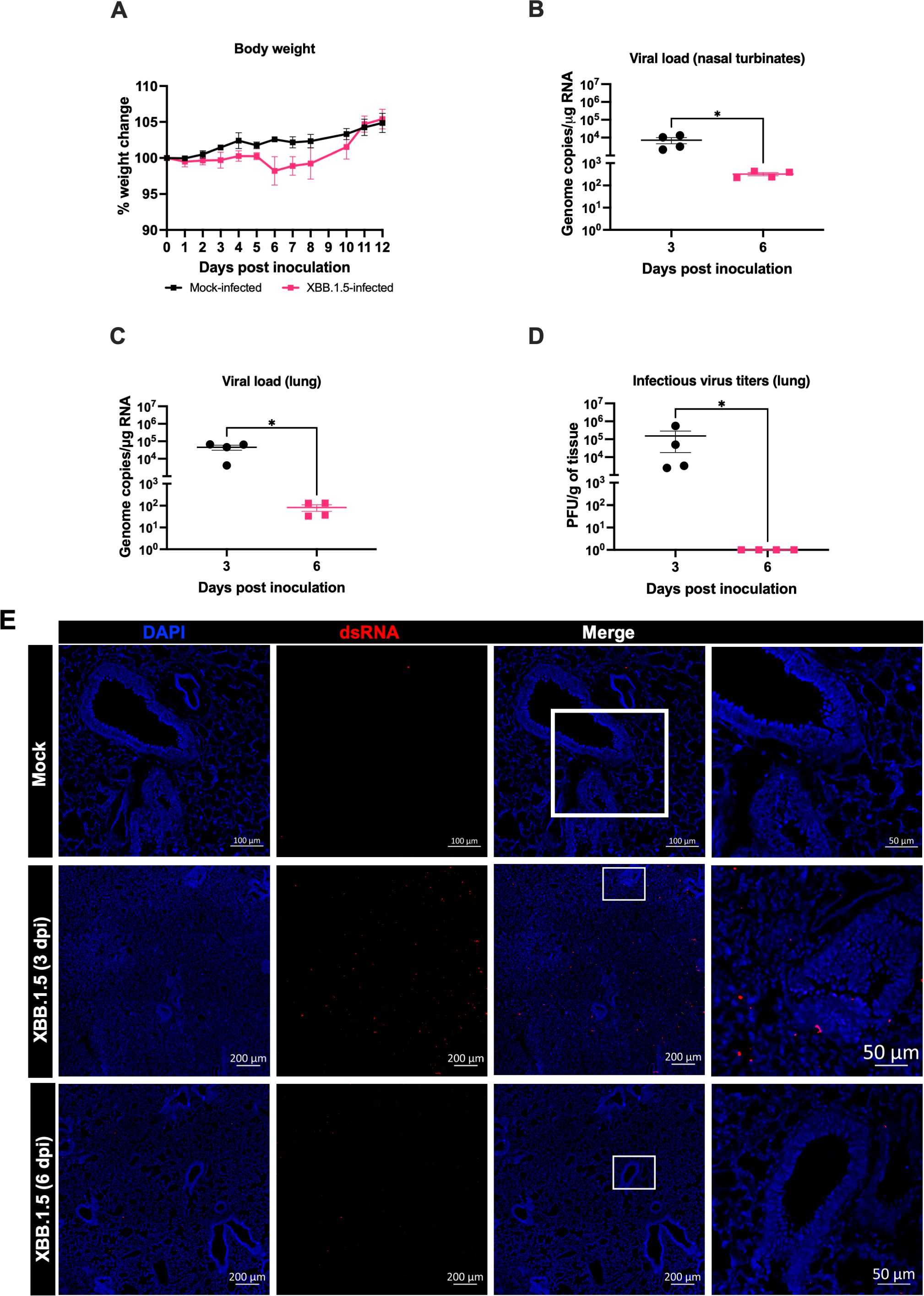 Graphs and images analyze the effects of XBB.1.5 infection compared to mock infection. (A) Line graph shows body weight change over 12 days. (B-D) Dot plots depict viral load and infectious virus titers in nasal turbinates and lungs, showing higher values in XBB.1.5 infected samples with significance indicated by asterisks. (E) Microscopic images compare mock and XBB.1.5 infected lung tissues at different days post-inoculation, highlighting differences in dsRNA presence with blue (DAPI) and red (dsRNA) staining.