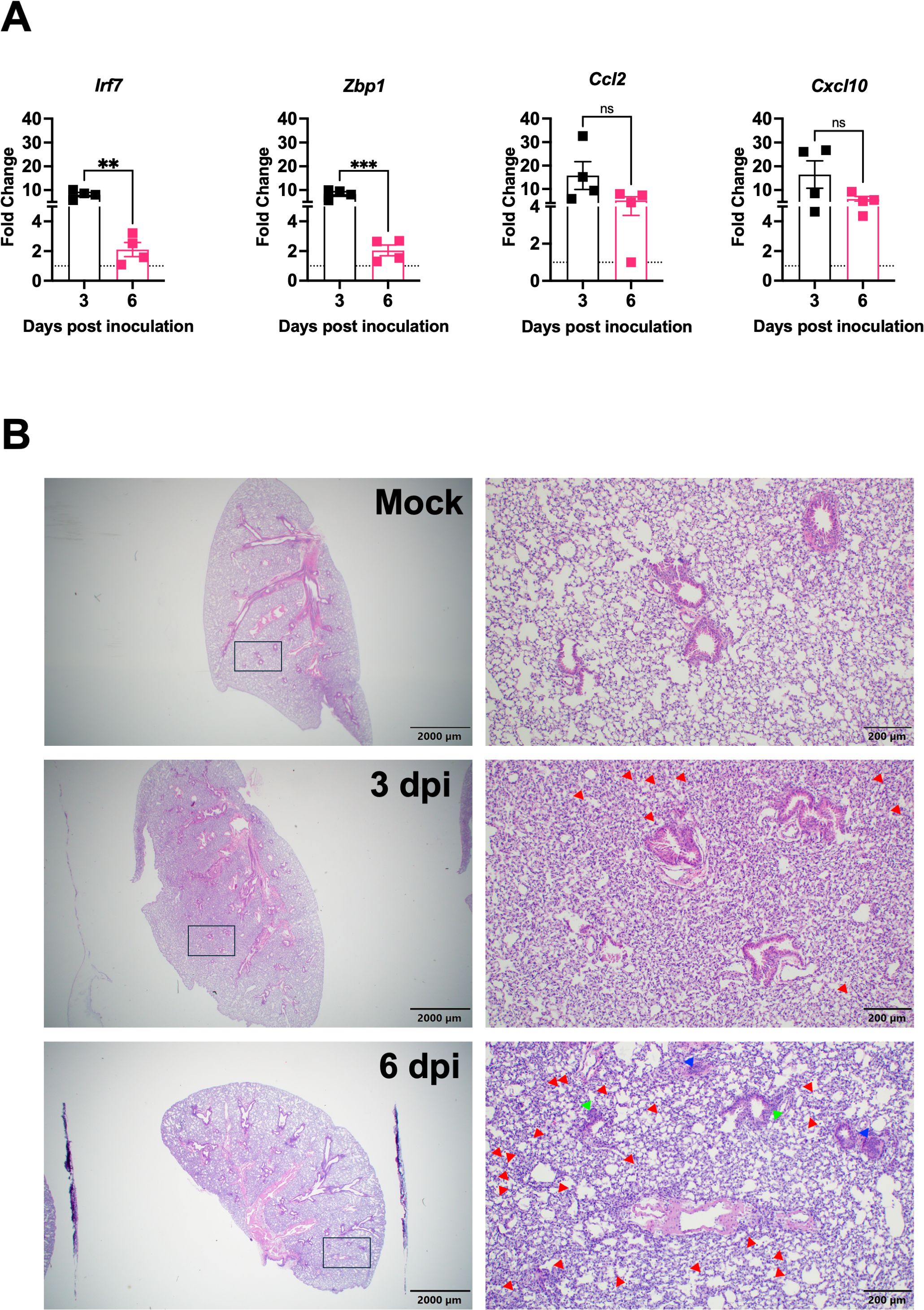 Panel A shows bar graphs illustrating fold change in gene expression for Irf7, Zbp1, Ccl2, and Cxcl10 over 3 and 6 days post-inoculation, with statistical significance indicated. Panel B presents histological images of lung tissue at different time points: mock, 3 days post-inoculation (3 dpi), and 6 days post-inoculation (6 dpi), showing increasing pathology over time, highlighted by red and green markers. Scale bars are provided for reference.