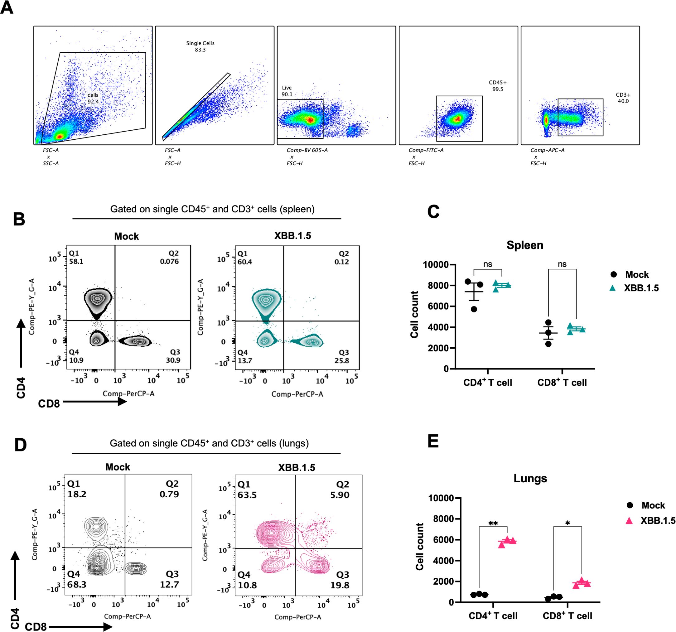 Flow cytometry analysis of spleen and lung cells. Panel A shows gating strategy for single, live CD45⁺ and CD3⁺ cells. Panel B displays contour plots of CD4 and CD8 T cells in spleen under Mock and XBB.1.5 conditions. Panel C is a bar graph showing cell counts of CD4⁺ and CD8⁺ T cells in the spleen. Panel D shows contour plots of the lung cells under similar conditions. Panel E displays a bar graph of CD4⁺ and CD8⁺ T cell counts in the lungs, with significant differences indicated.