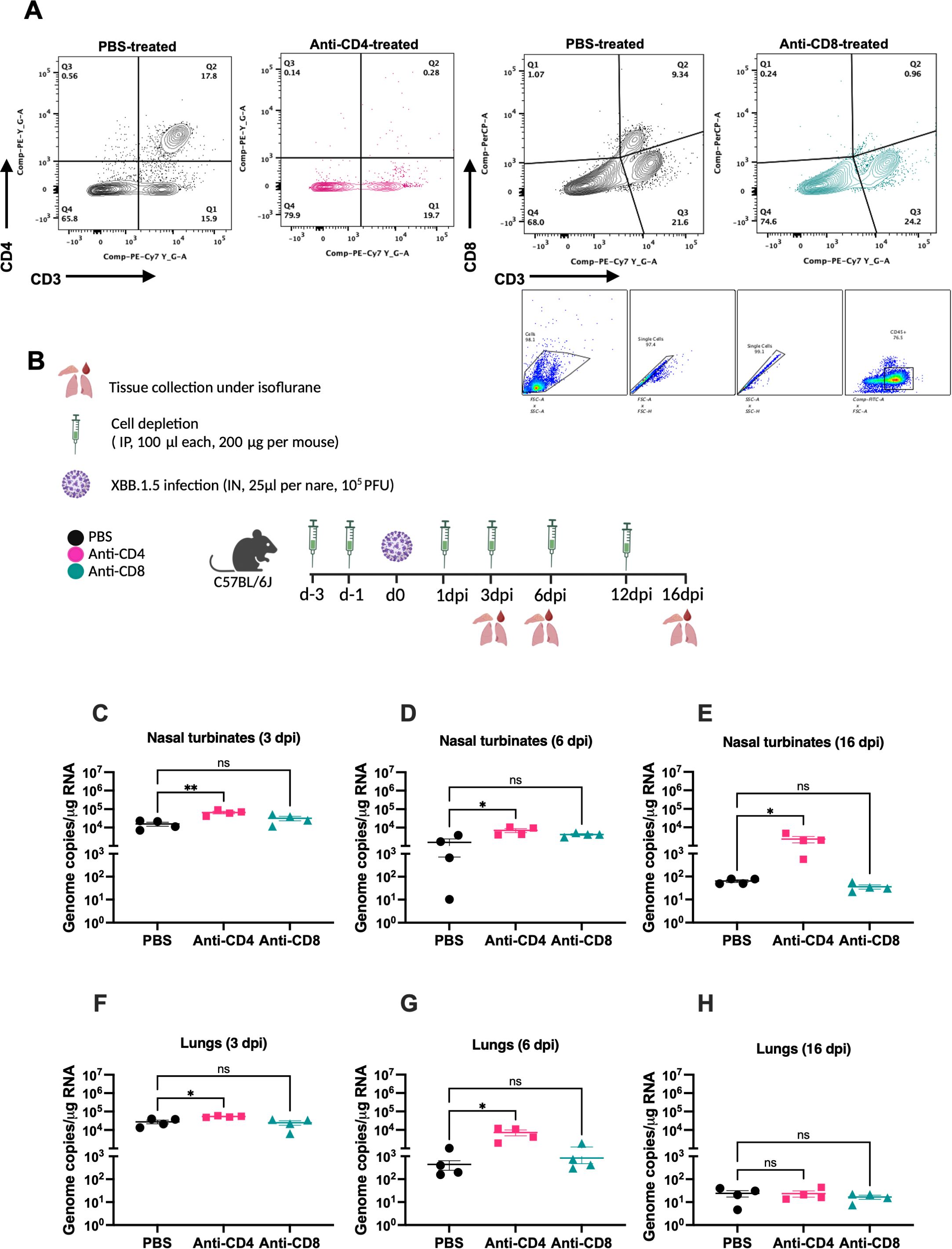 Flow cytometry plots and experimental setup diagrams analyze immune cell depletion in mice and XBB.1.5 infection effects. Graphs show genome copies in nasal turbinates and lungs over time comparing PBS, Anti-CD4, and Anti-CD8 treatments. Significant differences are indicated by asterisks.