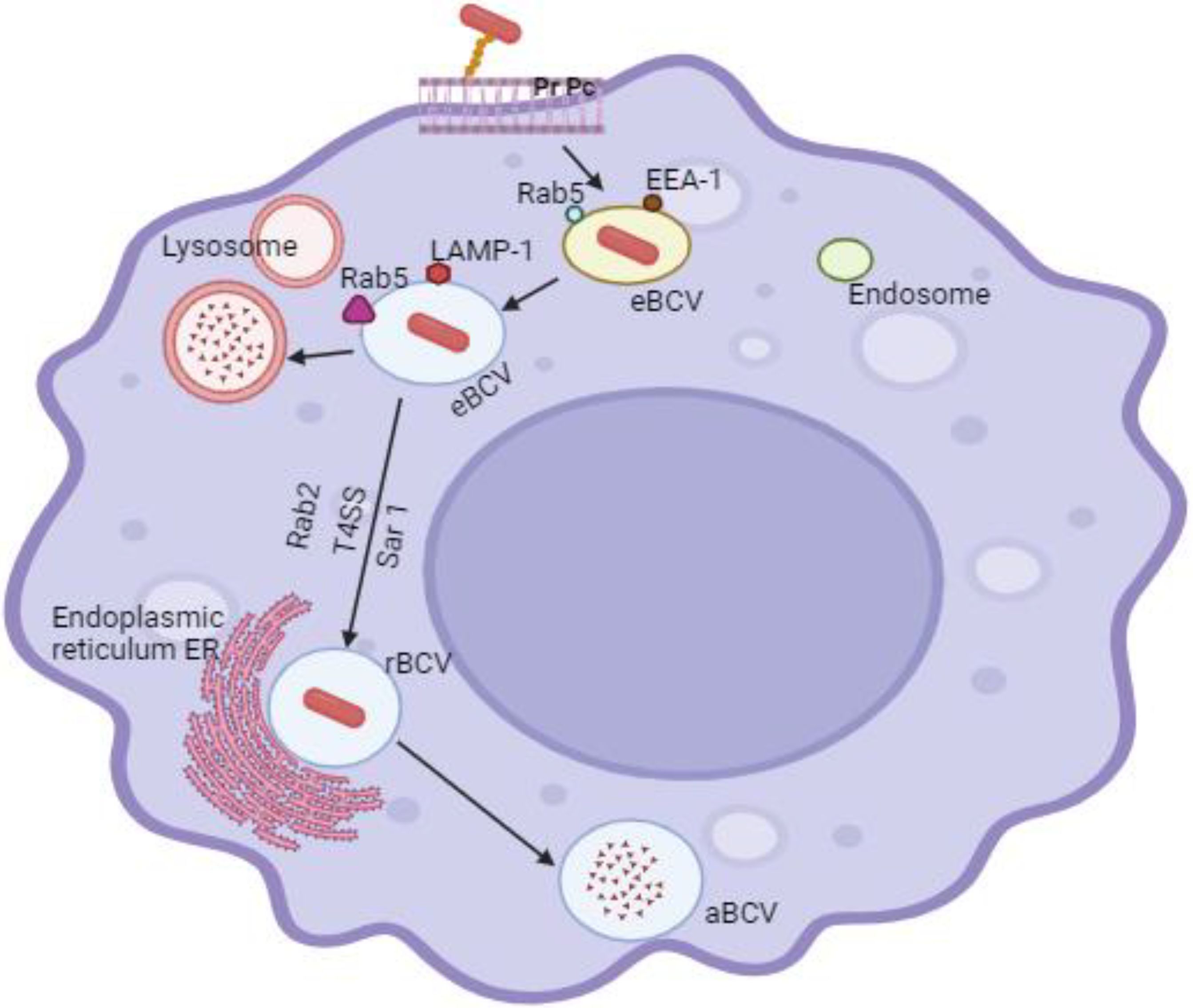 Illustration of a cellular diagram showing the endoplasmic reticulum, lysosome, and endosome. It includes various vesicles labeled eBCV, rBCV, and aBCV, along with proteins and pathways like Rab2, Rab5, Sar1, T4SS, and LAMP-1. The image depicts interactions and processes within the cell, including prion protein (PrPc) and EEA-1 involvement.