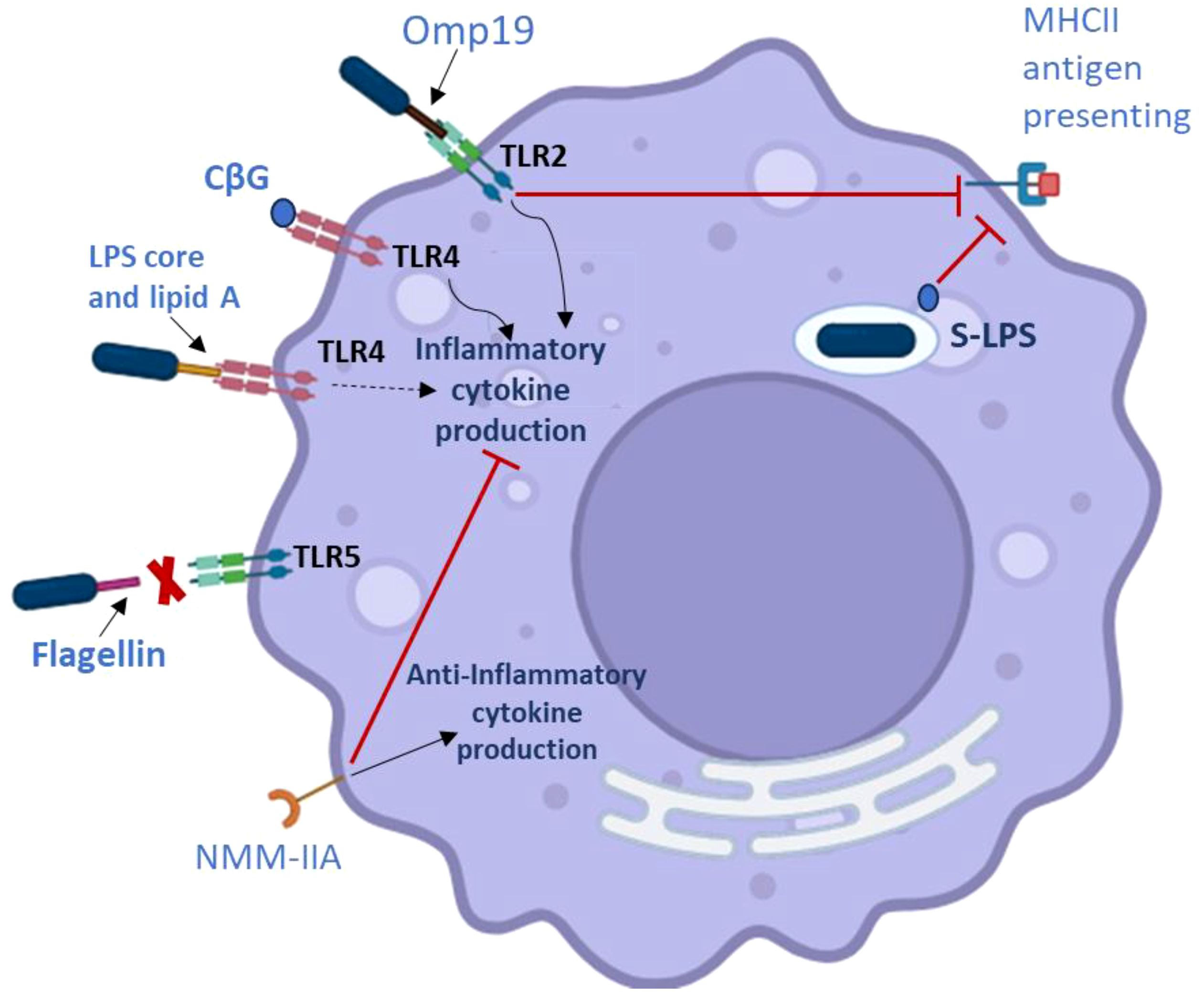 Diagram of a cell showing molecular interactions and pathways. TLR2 and TLR4 are receptors depicted interacting with Omp19 and the LPS core and lipid A, respectively, leading to inflammatory cytokine production. TLR5 interacts with flagellin but is marked with a halt symbol, indicating inhibition. NMM-IIA and CβG are labeled nearby. S-LPS is shown related to MHCII antigen presentation. Arrows and lines indicate the direction of interactions and processes.