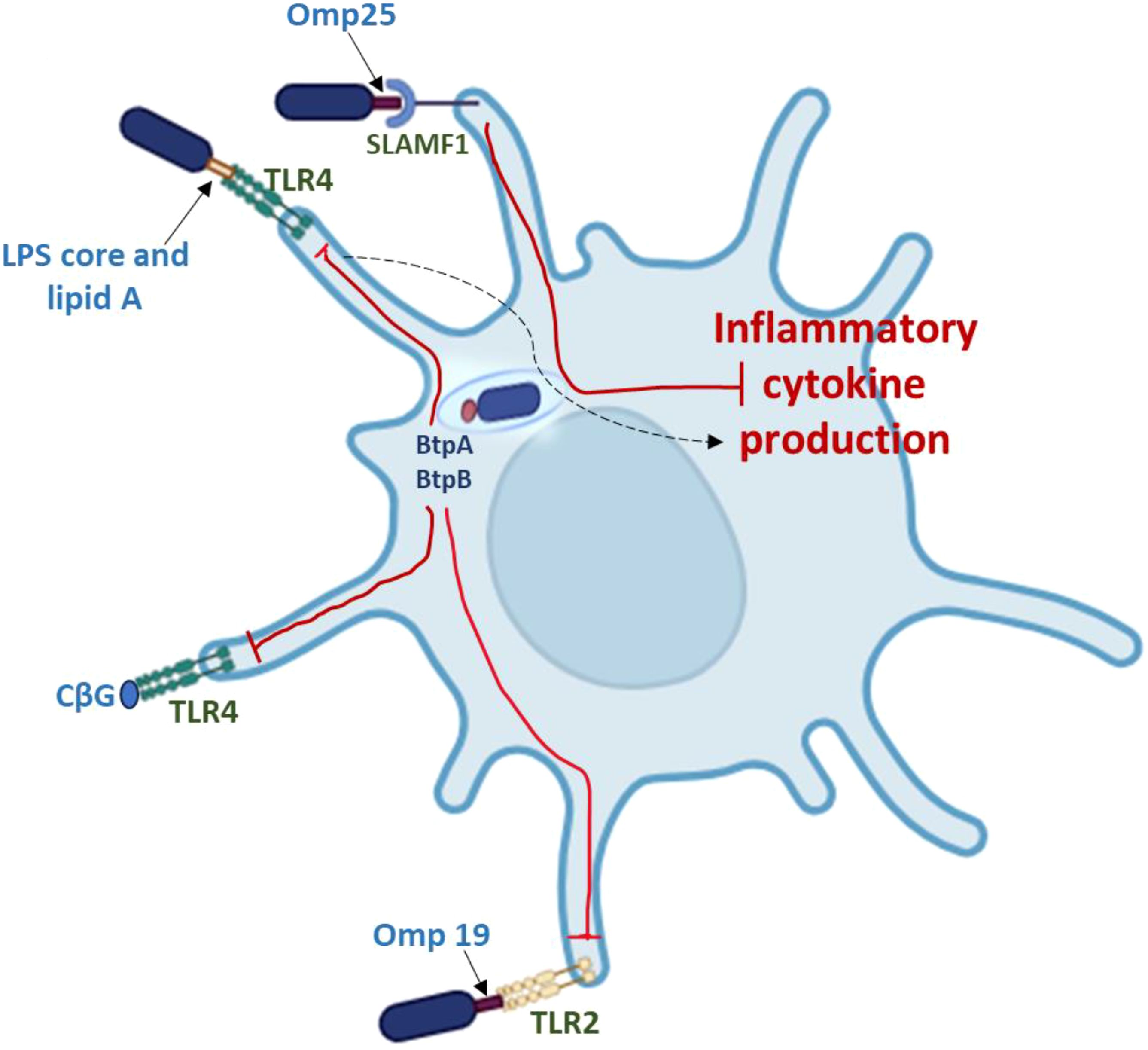 Diagram of a cell with receptors and pathways labeled. Omp25 and SLAMF1 interact via TLR4 with the LPS core and lipid A. CβG binds to TLR4, while Omp19 connects through TLR2. Arrows indicate signaling toward inflammatory cytokine production involving BtpA and BtpB within the cell.