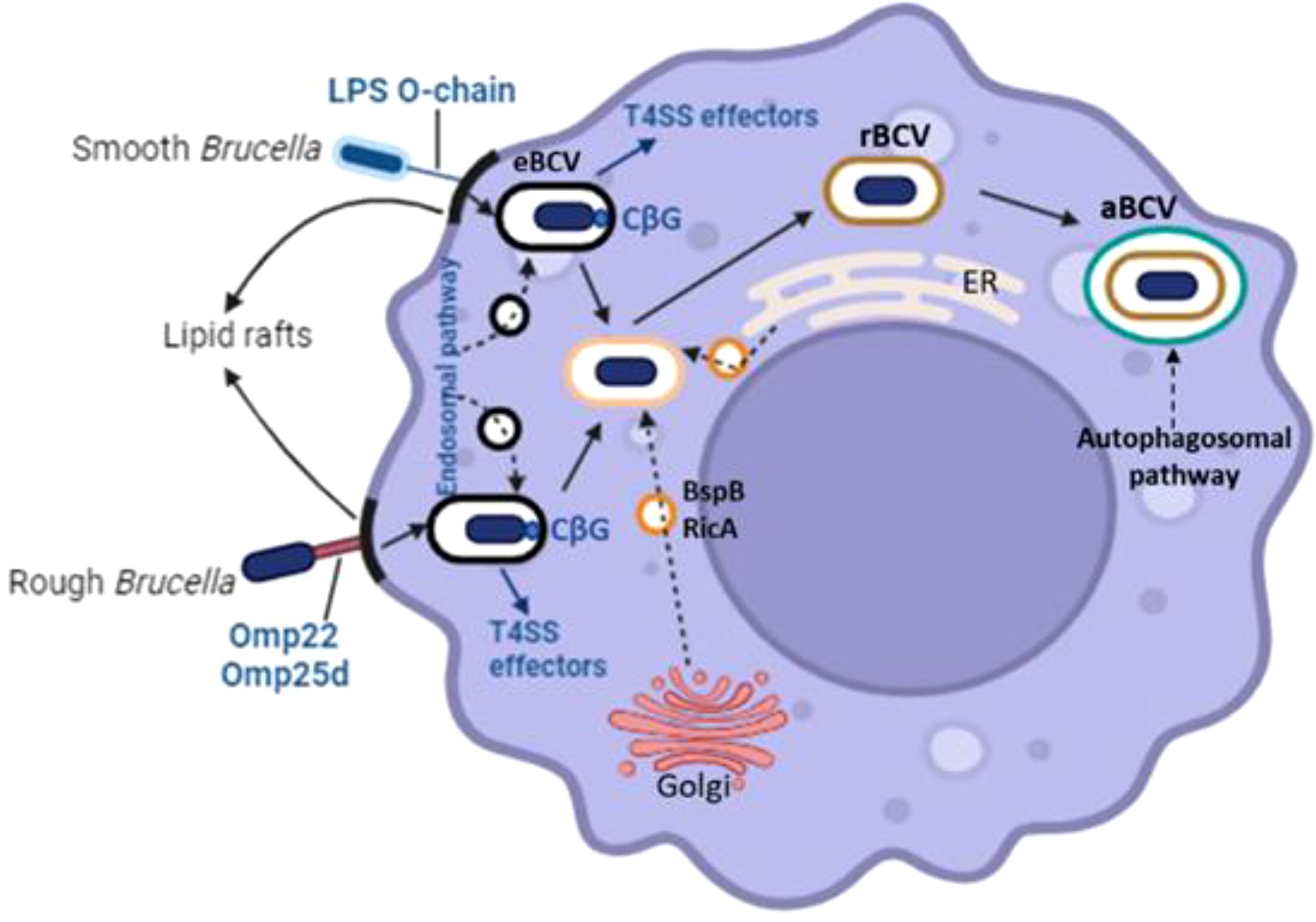 Illustration of Brucella interactions with a host cell. Smooth and rough Brucella strains enter the cell, forming compartments labeled eBCV, rBCV, and aBCV. It shows pathways including lipid rafts, endosomal, and autophagosomal pathways. T4SS effectors, BspB, and RicA proteins are noted alongside cell structures like the ER and Golgi apparatus.