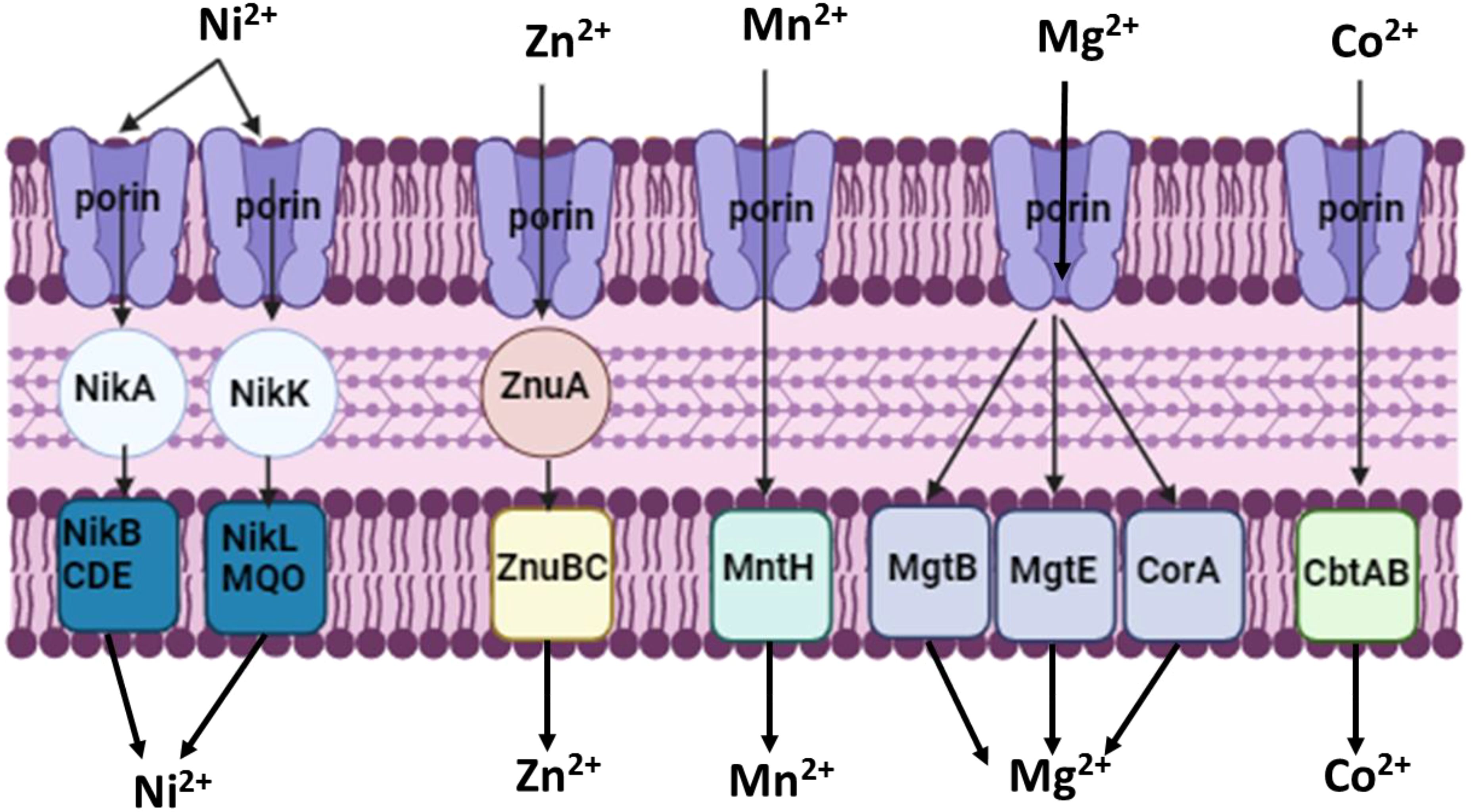 Diagram of ion transport across a cell membrane. Nickel, zinc, manganese, magnesium, and cobalt ions (Ni²⁺, Zn²⁺, Mn²⁺, Mg²⁺, Co²⁺) pass through porins. Proteins NikA, NikK, ZnuA, MntH, MgtB, MgtE, CorA, CbtAB are involved in transport, with NikB CDE and NikL MQO assisting Ni²⁺, and ZnuBC assisting Zn²⁺. The cell membrane is depicted with a double layer structure.