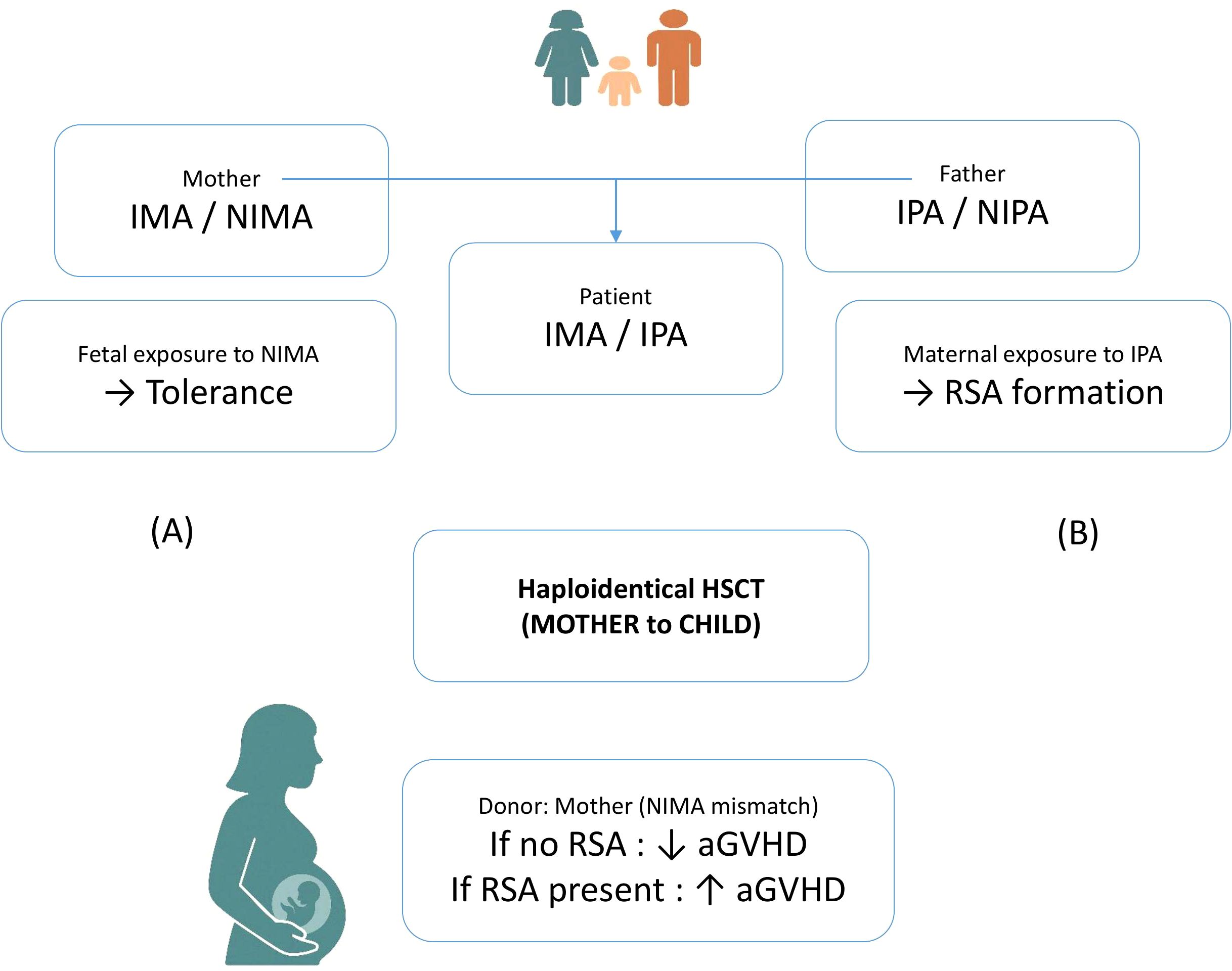 Diagram illustrating the immunogenetic concepts in parent-child relationships and haploidentical stem cell transplantation. A family icon represents parents and a child at the top. The mother is labeled with IMA/NIMA and the father with IPA/NIPA. The child inherits IMA/IPA from both parents. Section A shows fetal exposure to NIMA leading to tolerance. Section B indicates maternal exposure to IPA resulting in RSA formation. Below, haploidentical HSCT from mother to child is shown, highlighting that if no RSA is present, aGVHD decreases, and if RSA is present, aGVHD increases. A silhouette of a pregnant woman is included.