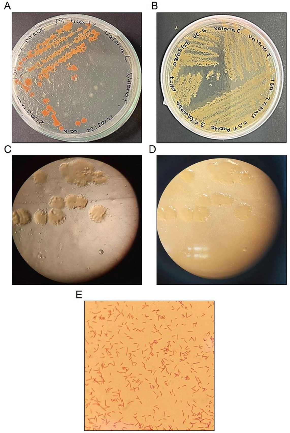 Petri dishes and bacterial images labeled A to E. A shows an orange bacterial colony. B displays a yellow bacterial colony. C and D are microscopic images of bacterial clusters. E shows scattered red rod-shaped bacteria on a light background.