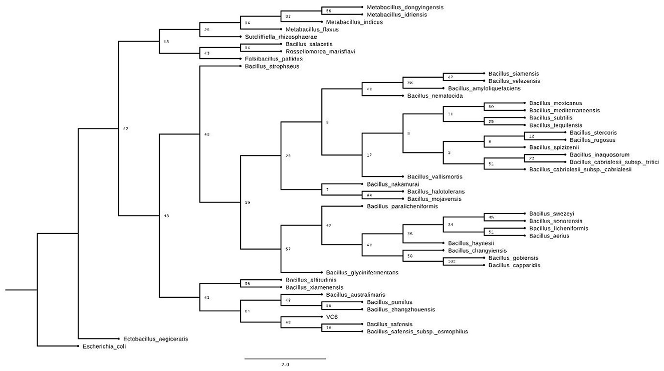 Phylogenetic tree diagram illustrating the relationships among various bacterial species, including Bacillus, Escherichia coli, and Metabacillus. The tree displays branching patterns with numeric values representing genetic distances between species, highlighting evolutionary connections and divergences.