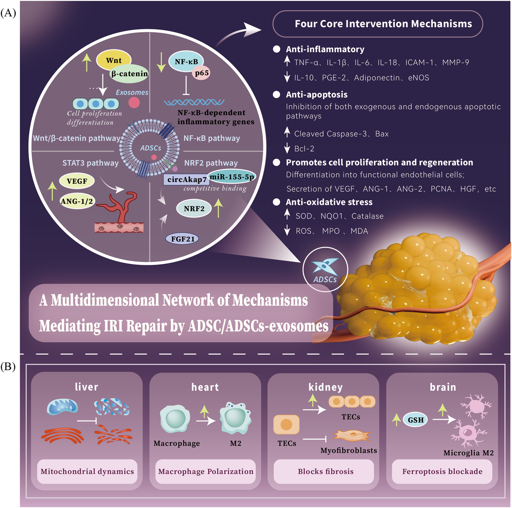 Diagram illustrating a network of mechanisms for IRI repair by ADSC/ADSCs-exosomes. Includes pathways: Wnt/β-catenin, NF-κB, STAT3, and NRF2. Highlights four core mechanisms: anti-inflammatory, anti-apoptosis, cell proliferation/regeneration, and anti-oxidative stress. Panel B shows effects on liver, heart, kidney, and brain, emphasizing mitochondrial dynamics, macrophage polarization, fibrosis blockage, and ferroptosis blockade.