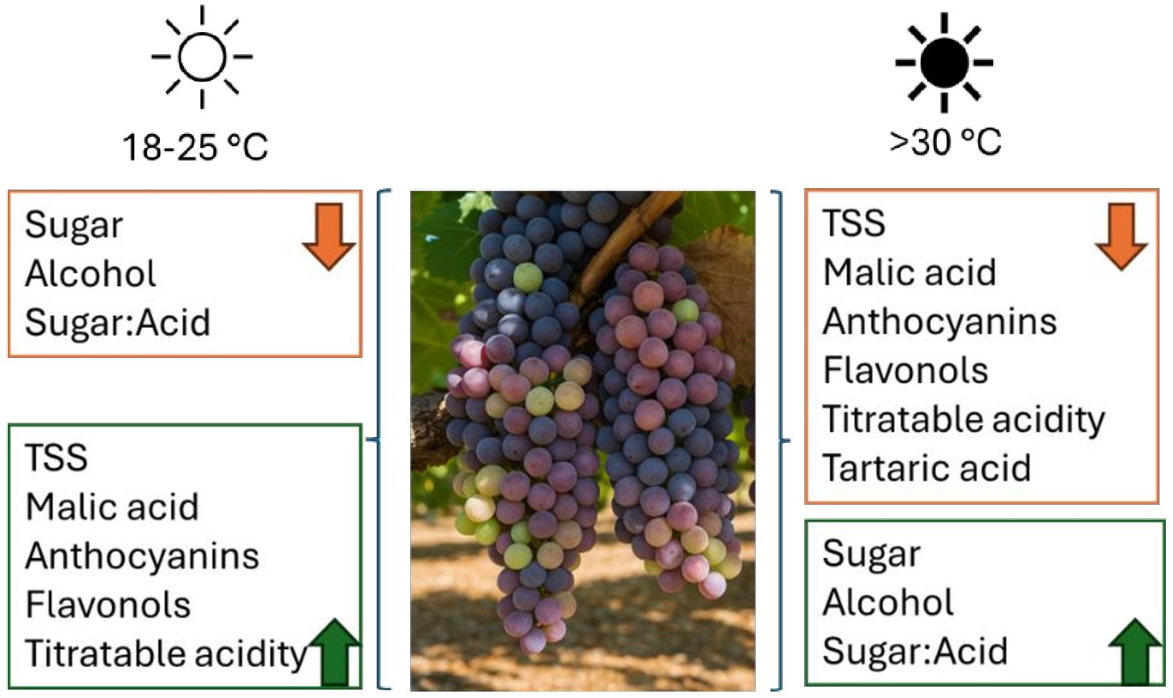 Temperature effects on grapes are depicted. At 18-25°C, sugar, alcohol, and sugar-to-acid ratio decrease, while total soluble solids (TSS), malic acid, anthocyanins, flavonols, and titratable acidity increase. Above 30°C, the reverse occurs: TSS, malic acid, anthocyanins, flavonols, titratable, and tartaric acid decrease, while sugar, alcohol, and sugar-to-acid ratio increase. Grapes are shown in the center.