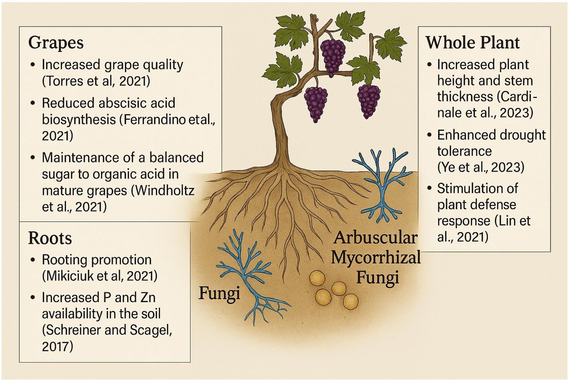 Illustration of a grapevine with roots and Arbuscular Mycorrhizal Fungi. Left box: benefits to grapes, including increased quality and balanced sugar levels. Left bottom box: rooting promotion and nutrient availability. Right box: improved plant height, drought tolerance, and defense response.