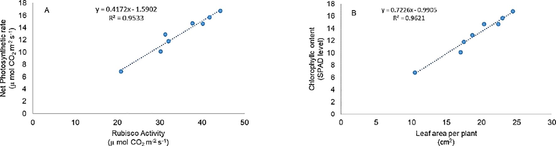 Scatter plots showing relationships. Panel A: Net photosynthetic rate versus Rubisco activity, linear equation \(y = 0.4172x - 1.5902\), \(R^2 = 0.9533\). Panel B: Chlorophyll content versus leaf area per plant, linear equation \(y = 0.7726x - 0.9905\), \(R^2 = 0.9621\). Both show positive correlations.