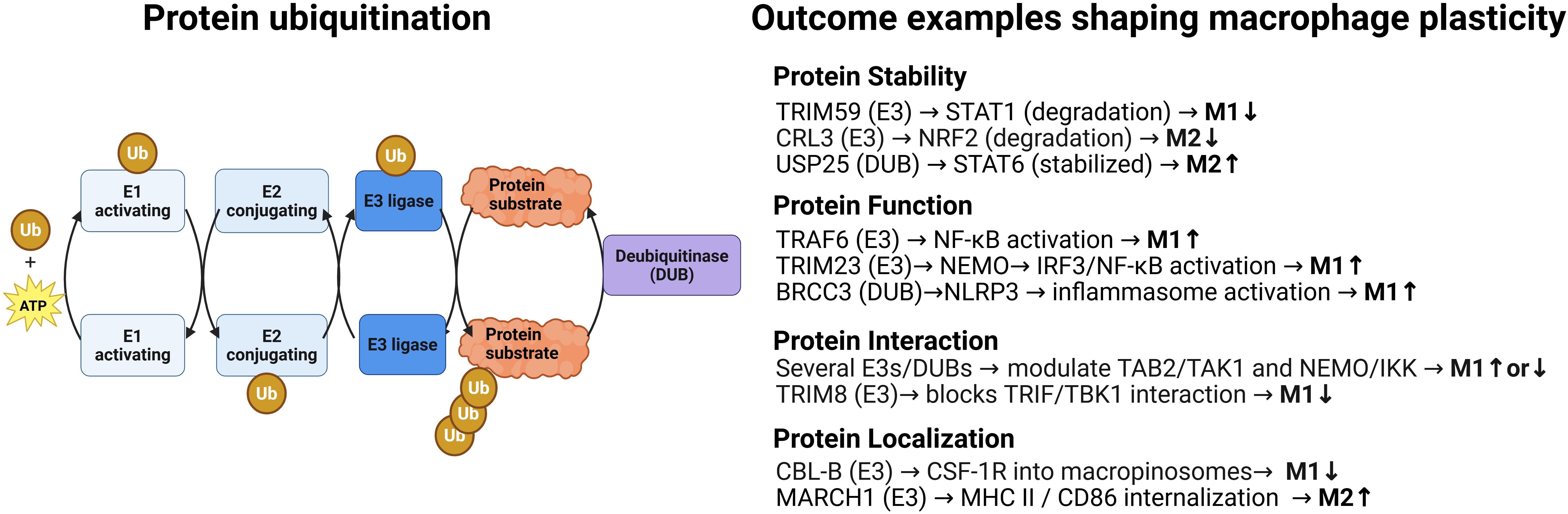 Diagram explaining protein ubiquitination and its influence on macrophage plasticity. Left side shows sequence: E1 activating enzyme binds ubiquitin with ATP, transfers to E2 conjugation, then to E3 ligase, targeting protein substrates. Deubiquitinase (DUB) removes ubiquitin. Right side lists outcomes: Protein stability (e.g., TRIM59 affects M1 macrophages), function (e.g., TRAF6 activates NF-κB), interaction (e.g., E3s modulate TAB2/IKK), and localization (e.g., CBL-B's role in macrophage function).