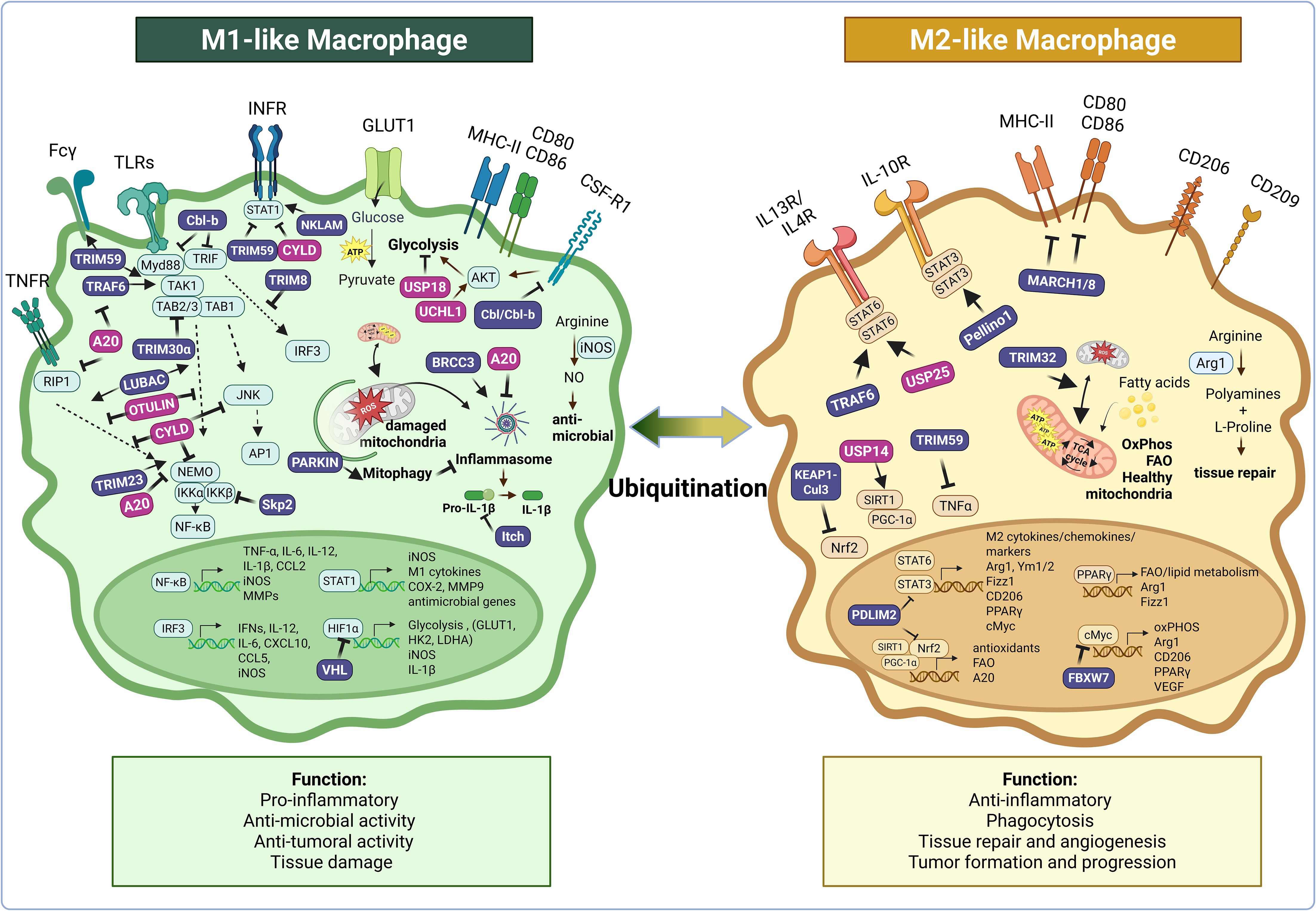 Illustration comparing M1-like and M2-like macrophages. The left side shows M1-like macrophages with pathways related to pro-inflammatory and anti-microbial activities, glycolysis, and inflammasome functions. The right side shows M2-like macrophages with pathways for anti-inflammatory responses, tissue repair, and mitochondrial health. An arrow labeled “Ubiquitination” connects both types, indicating a regulatory mechanism. Each macrophage type lists specific functions and associated molecules, including receptors and signaling proteins.