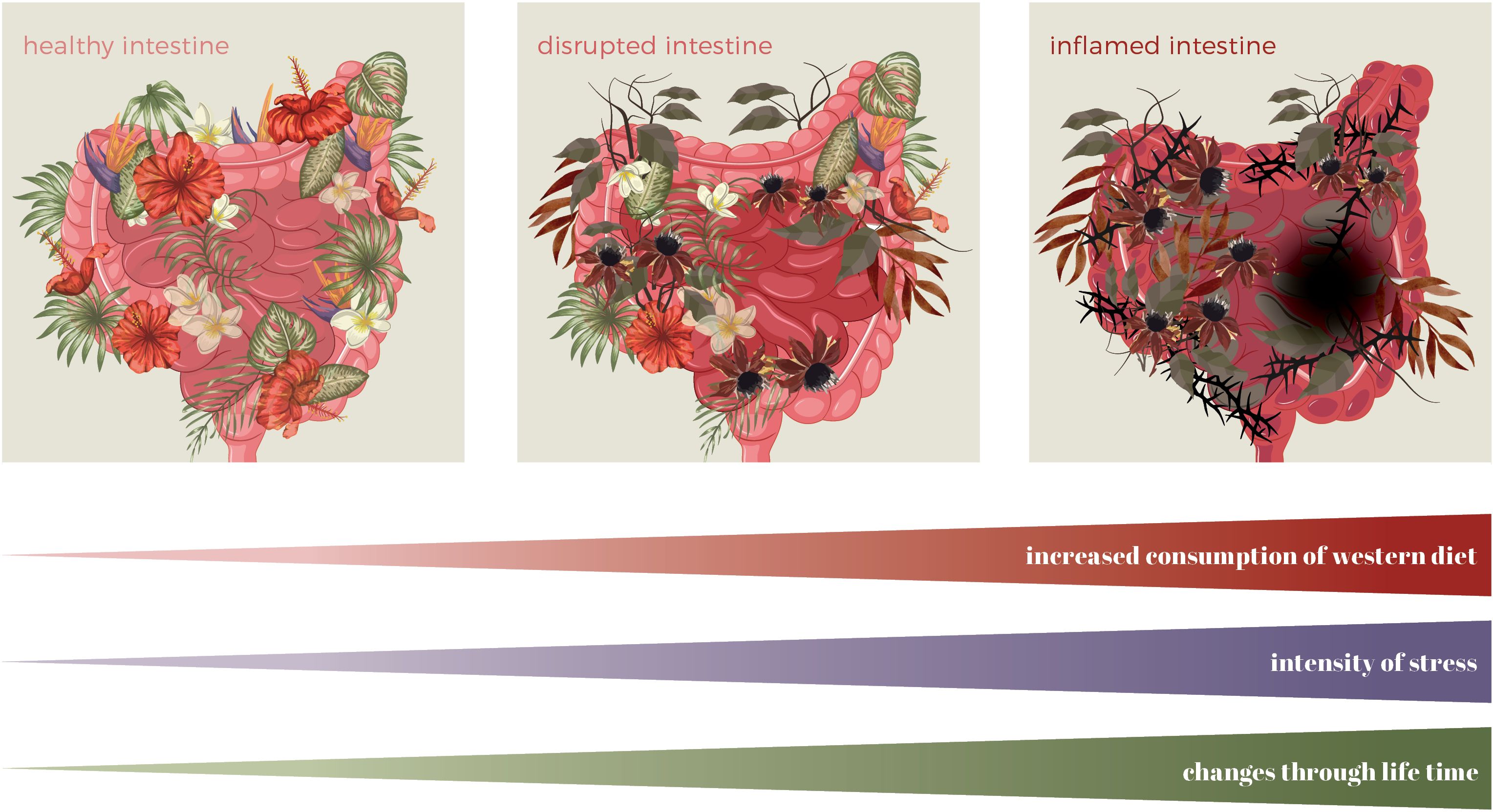 Illustration of three intestines labeled “healthy intestine,” “disrupted intestine,” and “inflamed intestine.” The healthy intestine is adorned with colorful flowers, the disrupted intestine has fewer flowers and more dark flora, while the inflamed intestine shows dark spots and aggressive black branches. Below, gradients depict increasing levels of “increased consumption of western diet,” “intensity of stress,” and “changes through lifetime.