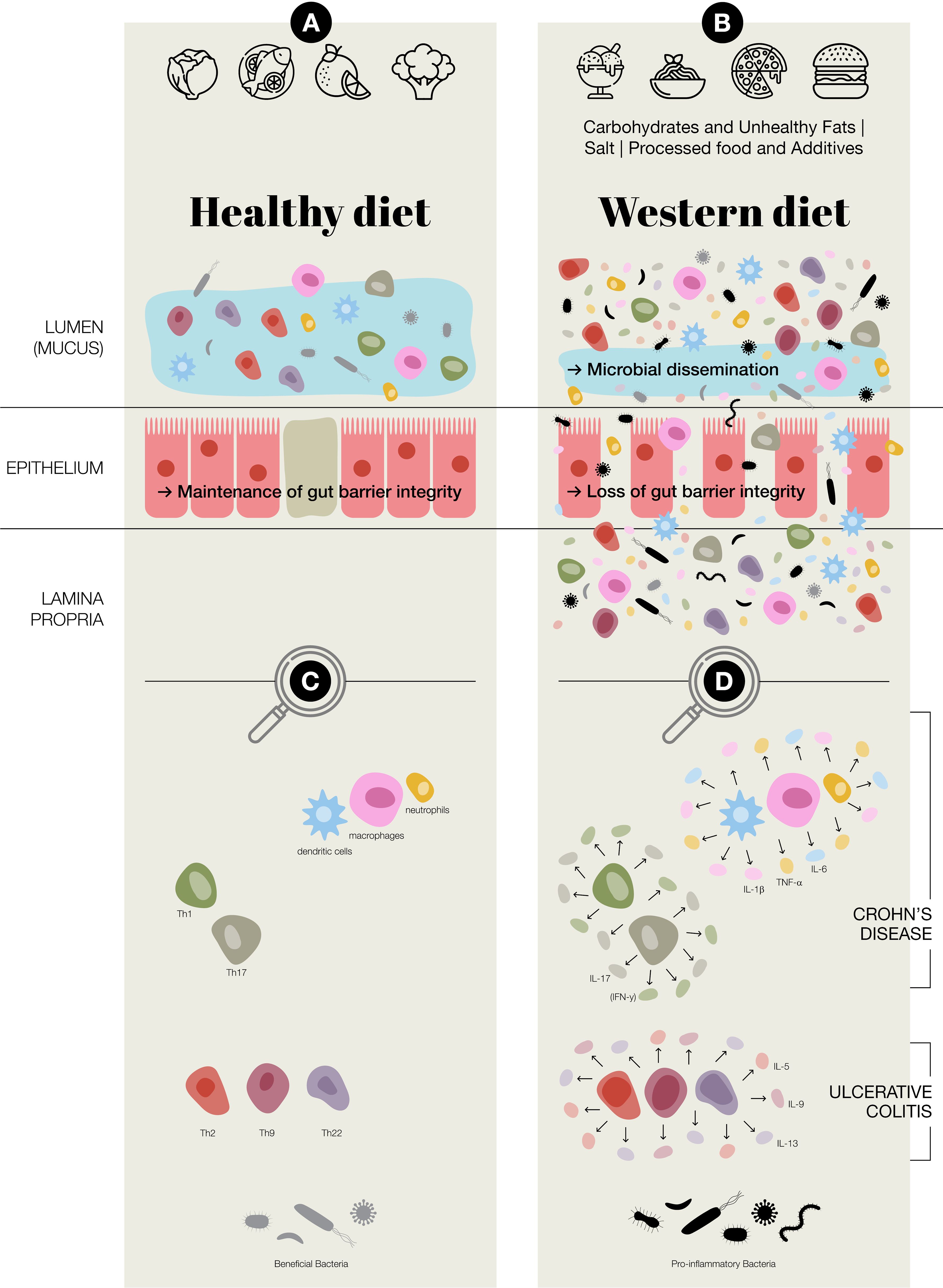 Illustration comparing the effects of a healthy diet and a Western diet on gut health. The healthy diet panel shows maintenance of gut barrier integrity with beneficial bacteria. The Western diet panel shows loss of barrier integrity and microbial dissemination, leading to conditions like Crohn's disease and ulcerative colitis, with pro-inflammatory bacteria present.