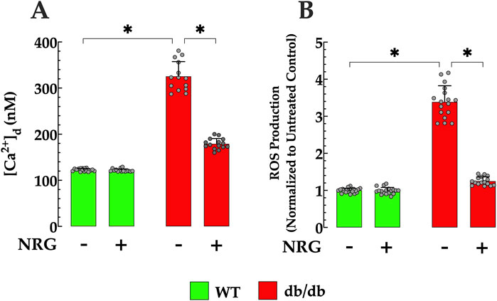 Bar graphs labeled A and B compare calcium concentration and ROS production in WT and db/db groups with and without NRG treatment. Graph A shows significantly higher calcium levels in db/db without NRG. Graph B shows higher ROS production in db/db without NRG. WT levels remain low in both graphs. Green bars represent WT, and red bars represent db/db. Significant differences are marked with asterisks.