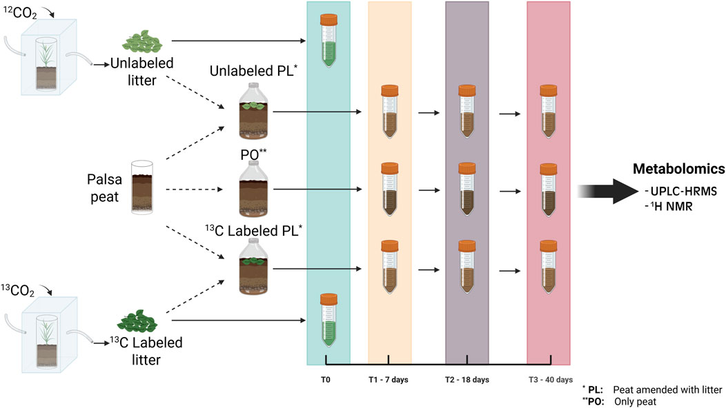Diagram illustrating an experimental setup for metabolomics analysis. Three sample types are shown: unamended peat, litter, and peat amended with either natural or 13-C labeled litter. For litter samples, samples were collected only at the beginning of the incubation (T0), for the amended and unamended peat treatments, samples were collected at three timepoints T1 (7 days), T2 (18 days), and T3 (40 days) as indicated by arrows leading to test tubes. The collected samples are analyzed using UPLC-HRMS and 1H NMR for metabolomics.