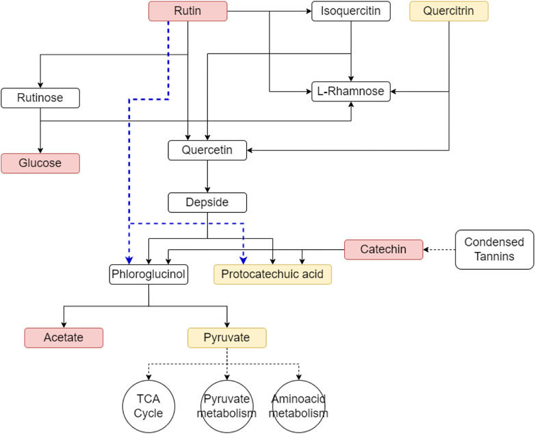 Flowchart showing the metabolic degradation pathway of Rutin and related compounds. Rutin can break down into isoquercitin or quercitrin, leading to the production of sugars such as glucose or rhamnose and phenolic acids such as phloroglucinol or protocatechuic acid. An alternative pathway is depicted in blue showing that rutin degradation can bypass the formation of intermediate products isoquercitin and/or quercetin resulting in the direct production of phloroglucinol and protocatechuic acid form, leading to acetate and pyruvate, connecting to the TCA cycle, pyruvate metabolism, and amino acid metabolism.