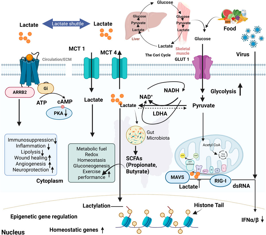 Diagram illustrating lactate metabolism and its effects. Lactate shuttles between the liver, skeletal muscle, and circulation, influencing glucose and pyruvate. It impacts immune response, metabolism, exercise performance, and gene regulation. Components include MCT transporters, the Cori cycle, gut microbiota interactions, and cellular functions related to lactylation. Viruses and food influence glycolysis and pyruvate levels, with downstream effects on ATP synthesis, mitochondria, and histone modification.