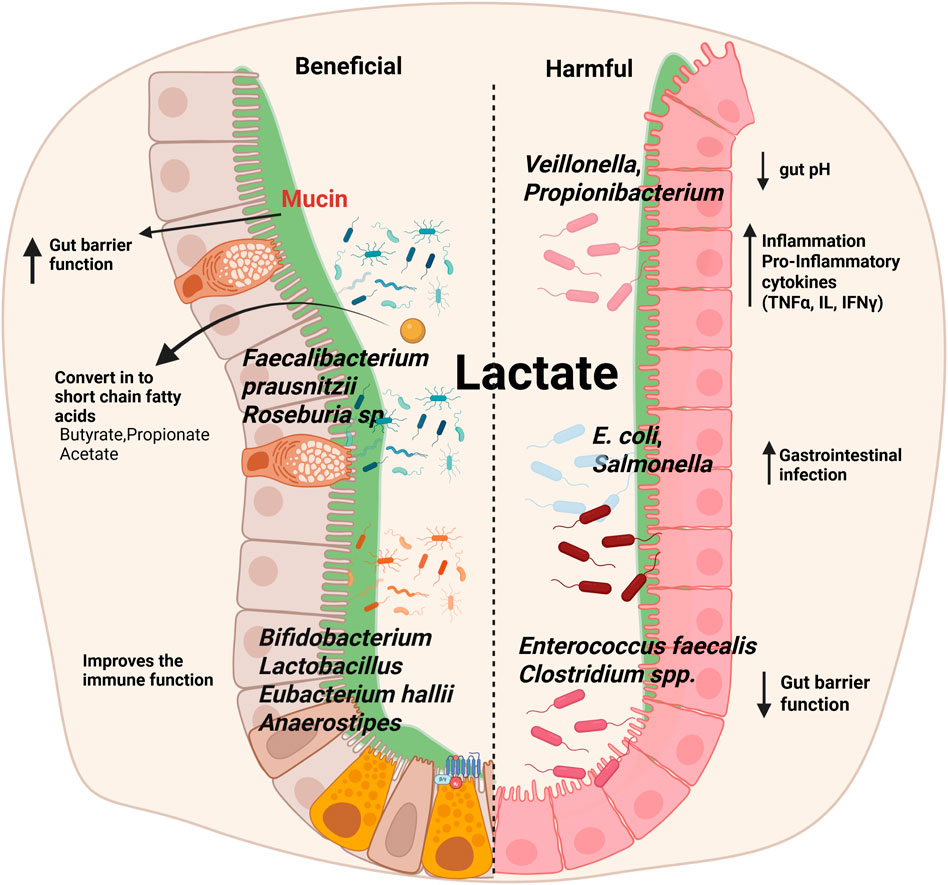 Diagram showing gut bacteria, divided into beneficial and harmful sections by a mucin layer. Beneficial bacteria include Bifidobacterium and Lactobacillus, promoting gut barrier function and immune health. Harmful bacteria like E. coli and Salmonella lower gut pH and cause inflammation. Short-chain fatty acids are converted from lactate, improving immune function.