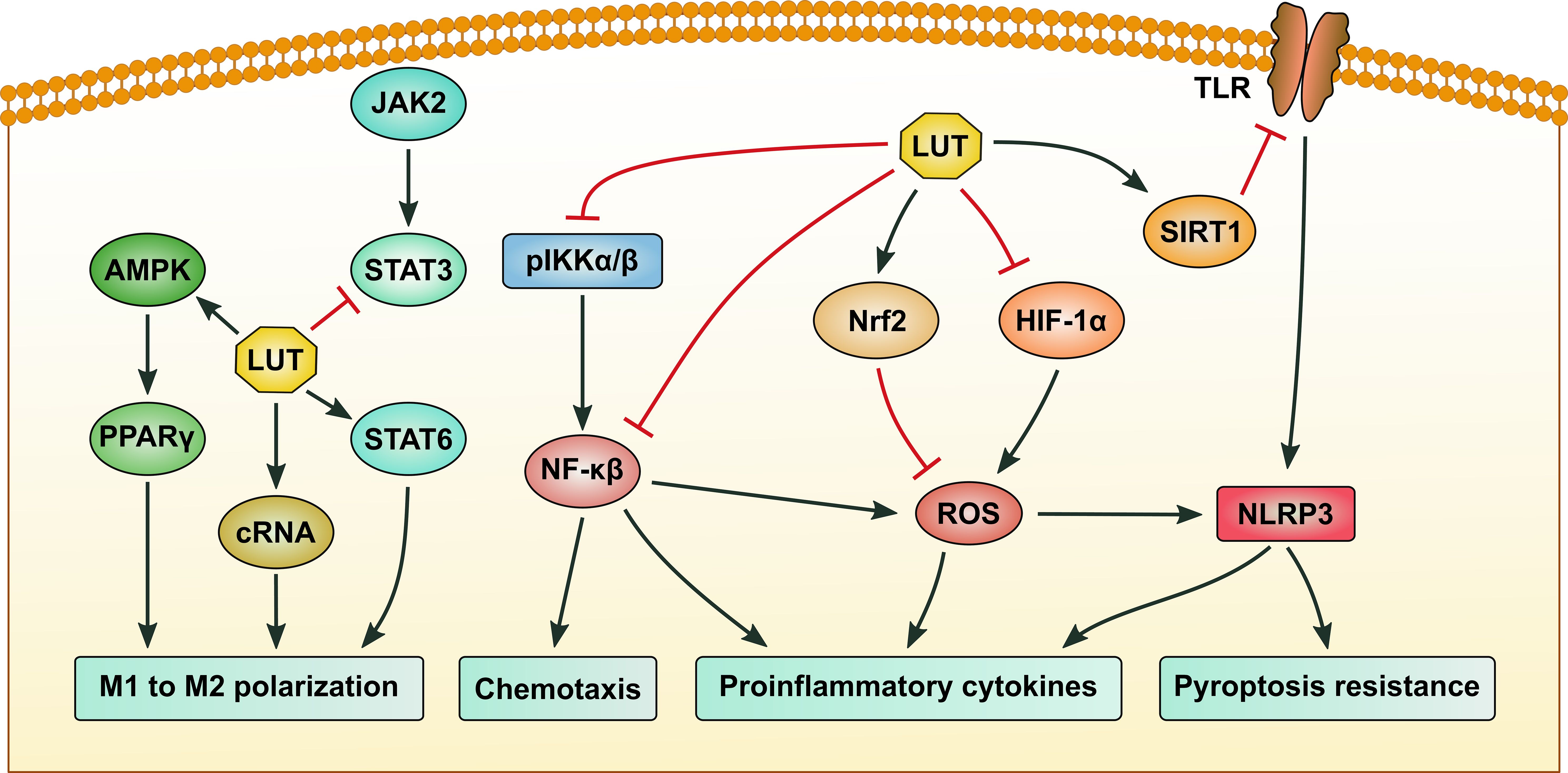 Diagram illustrating biological pathways modulated by LUT. Arrows indicate interactions like M1 to M2 polarization, chemotaxis, proinflammatory cytokines, and pyroptosis resistance, showing activation and inhibition relationships.