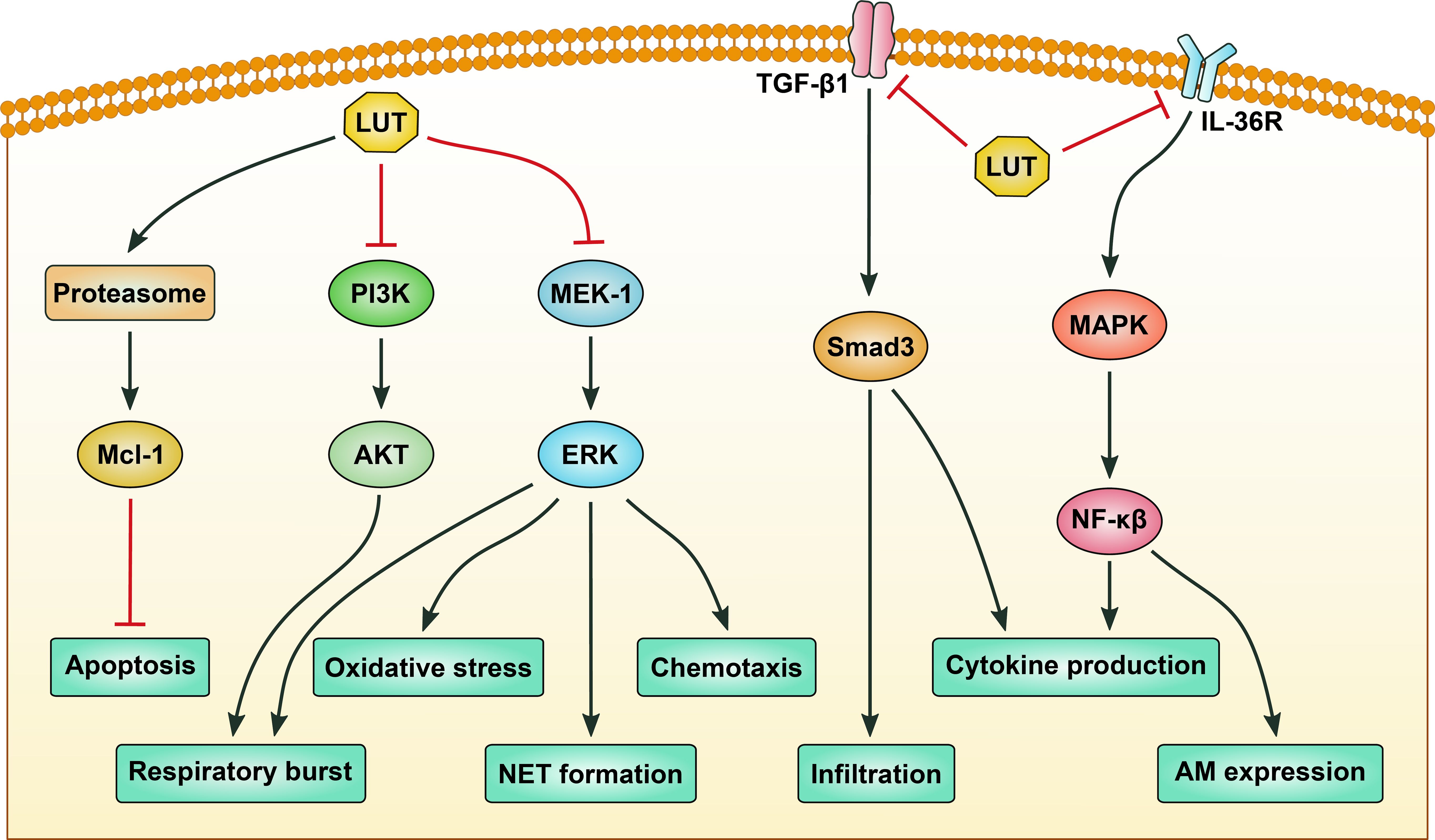 Pathway diagram illustrating cellular processes. The LUT inhibits PI3K, MEK-1, and TGF-β1 pathways, affecting apoptosis, oxidative stress, chemotaxis, cytokine production, respiratory burst, NET formation, infiltration, and AM expression. Key proteins include Proteasome, Mcl-1, AKT, ERK, Smad3, MAPK, and NF-κB.