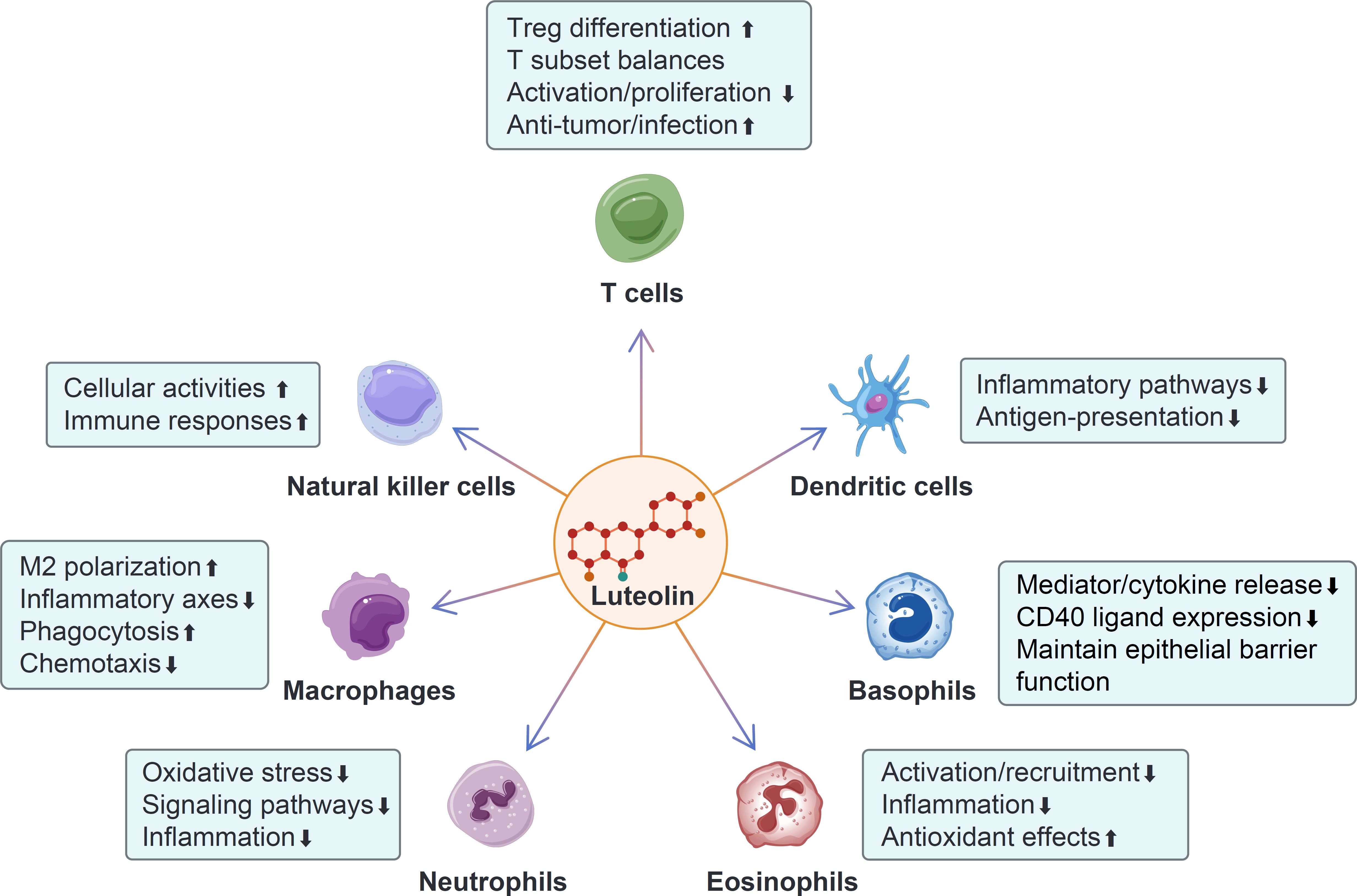 Diagram showing luteolin's effects on various immune cells. Increases Treg differentiation, immune responses, M2 polarization, and antioxidant effects. Decreases T cell activation, inflammatory pathways, mediator release, and inflammation in various cell types including natural killer cells, dendritic cells, basophils, neutrophils, macrophages, and eosinophils.