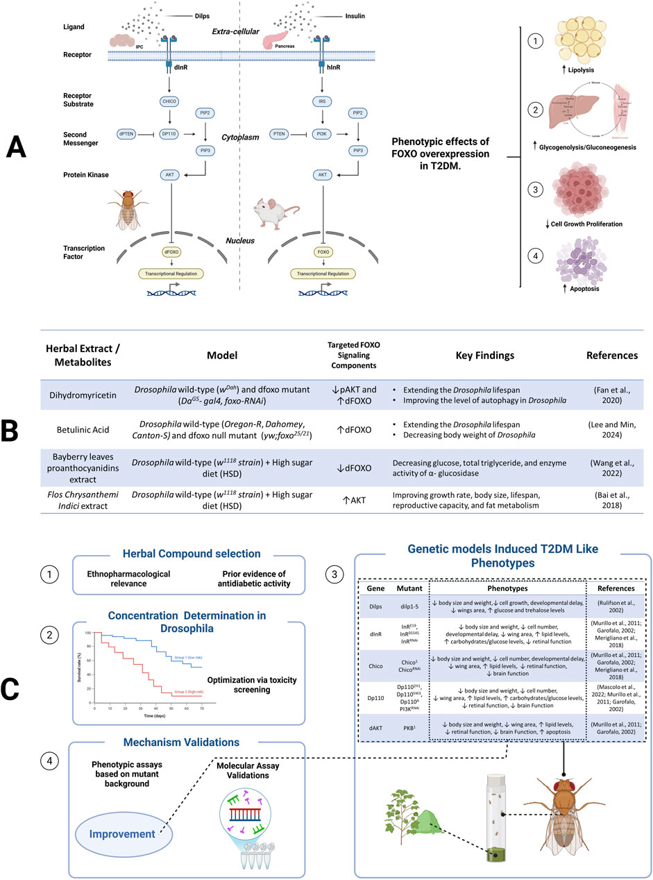 Diagram illustrating the phenotypic effects of FOXO overexpression in type 2 diabetes mellitus. Section A shows molecular signaling pathways in Drosophila and mice, with diagrams of ligands, receptors, substrates, and transcription factors, linked to lipid metabolism, gluconeogenesis, cell growth, and apoptosis. Section B is a table listing herbal extracts tested on Drosophila models, their targeted FOXO components, key findings, and references. Section C outlines a research workflow, including herbal compound selection, concentration determination, mechanism validation, and genetic model testing for diabetes-like phenotypes in Drosophila.