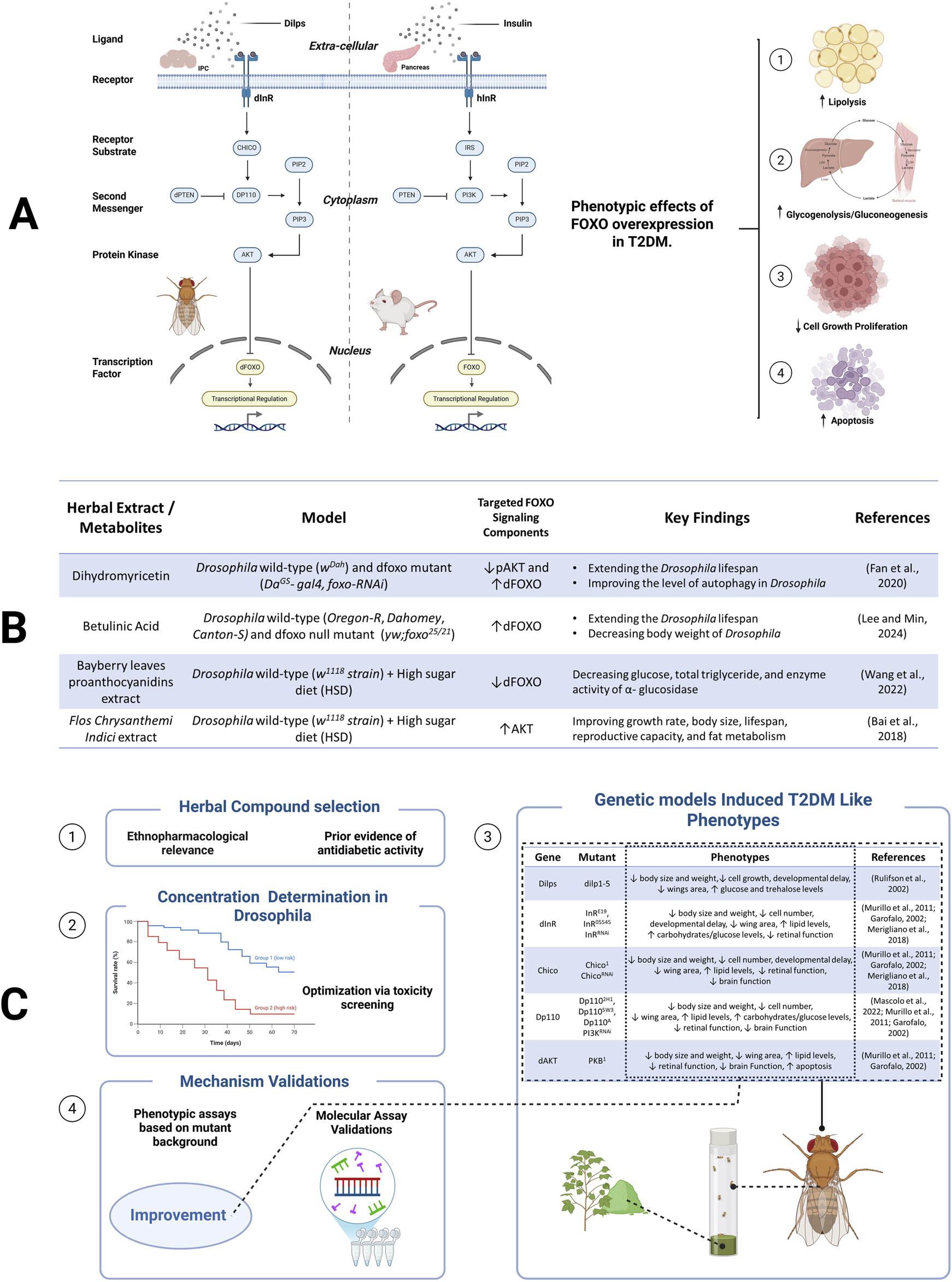 Diagram illustrating the phenotypic effects of FOXO overexpression in type 2 diabetes mellitus. Section A shows molecular signaling pathways in Drosophila and mice, with diagrams of ligands, receptors, substrates, and transcription factors, linked to lipid metabolism, gluconeogenesis, cell growth, and apoptosis. Section B is a table listing herbal extracts tested on Drosophila models, their targeted FOXO components, key findings, and references. Section C outlines a research workflow, including herbal compound selection, concentration determination, mechanism validation, and genetic model testing for diabetes-like phenotypes in Drosophila.