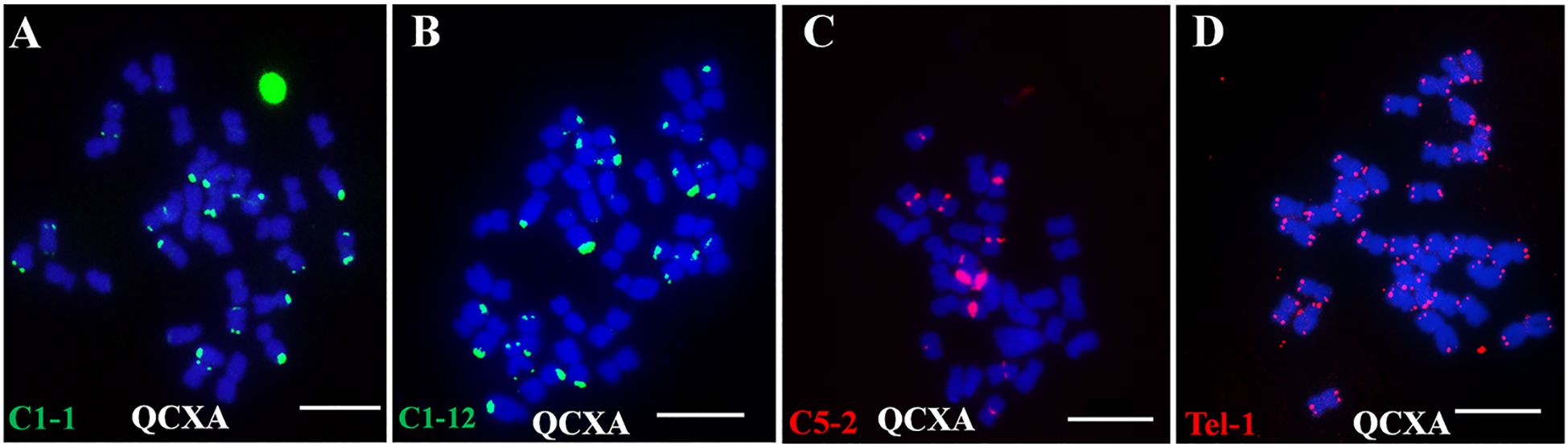 Fluorescence microscopy images show chromosomes stained in blue with specific probes highlighting loci in green and red. Panel A and B display chromosomes with green signals representing loci C1-1 and C1-12, respectively. Panels C and D show chromosomes with red signals representing loci C5-2 and Tel-1, respectively. Each panel includes a scale bar for reference.