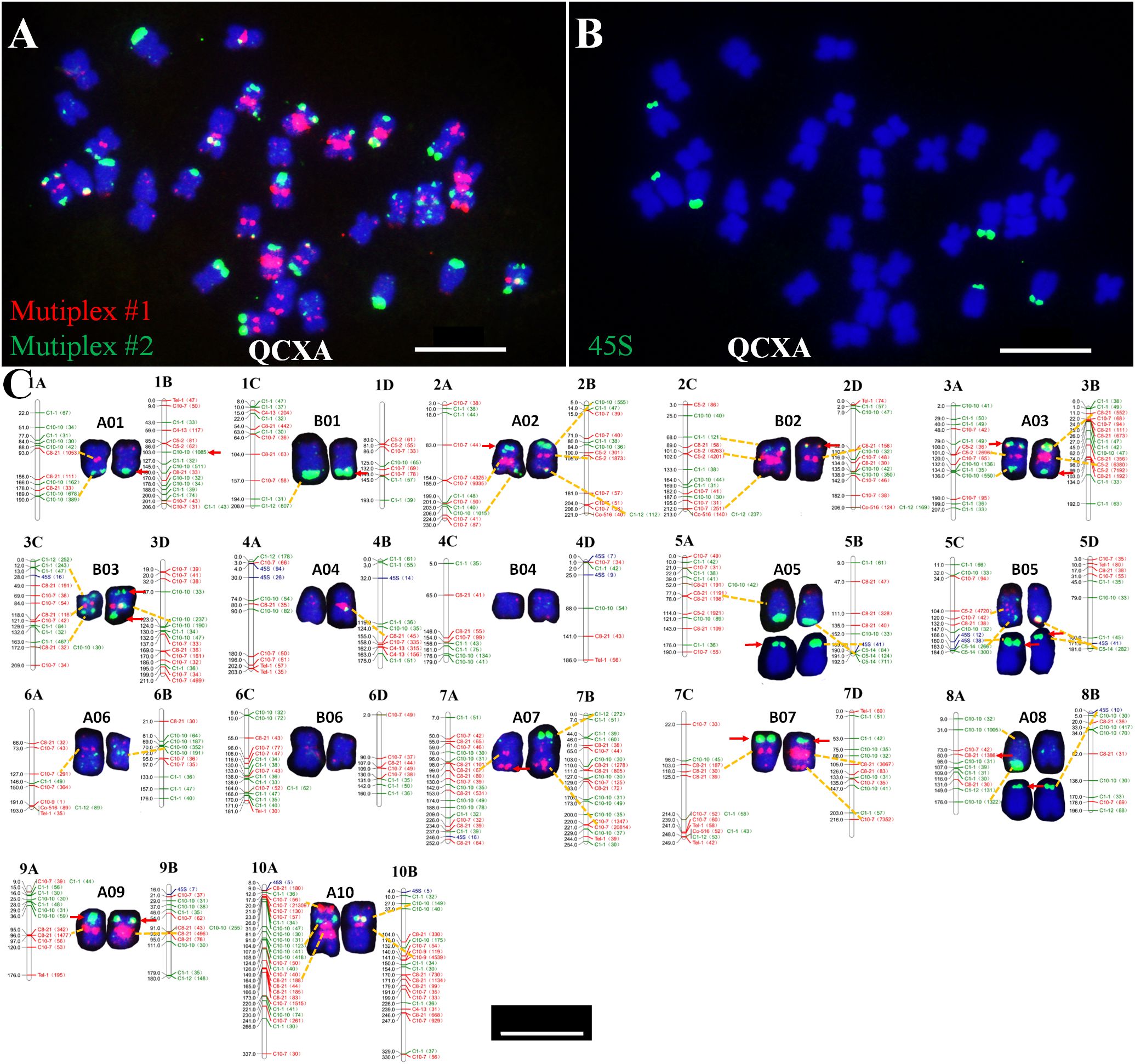 Fluorescent in situ hybridization (FISH) images showing chromosome spreads. Panels A and B display chromosomes with fluorescent markers; red and green signals indicate different probes. Panel A represents multiplex hybridization, while Panel B shows signals from a 45S rDNA probe. Panel C presents detailed maps of individual chromosomes labeled A01 to A10 and B01 to B10, indicating hybridization sites with color-coded signals. Scale bars are present for reference.